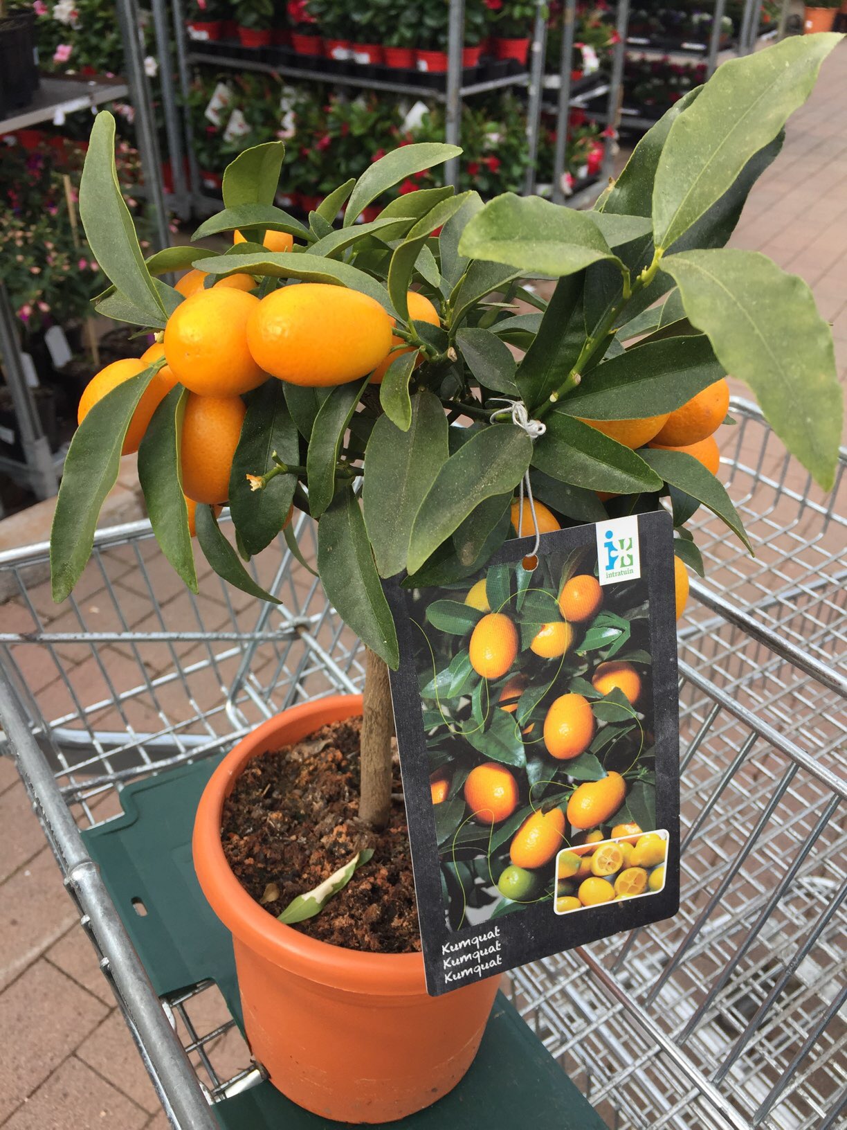 Gekauft Kumquats