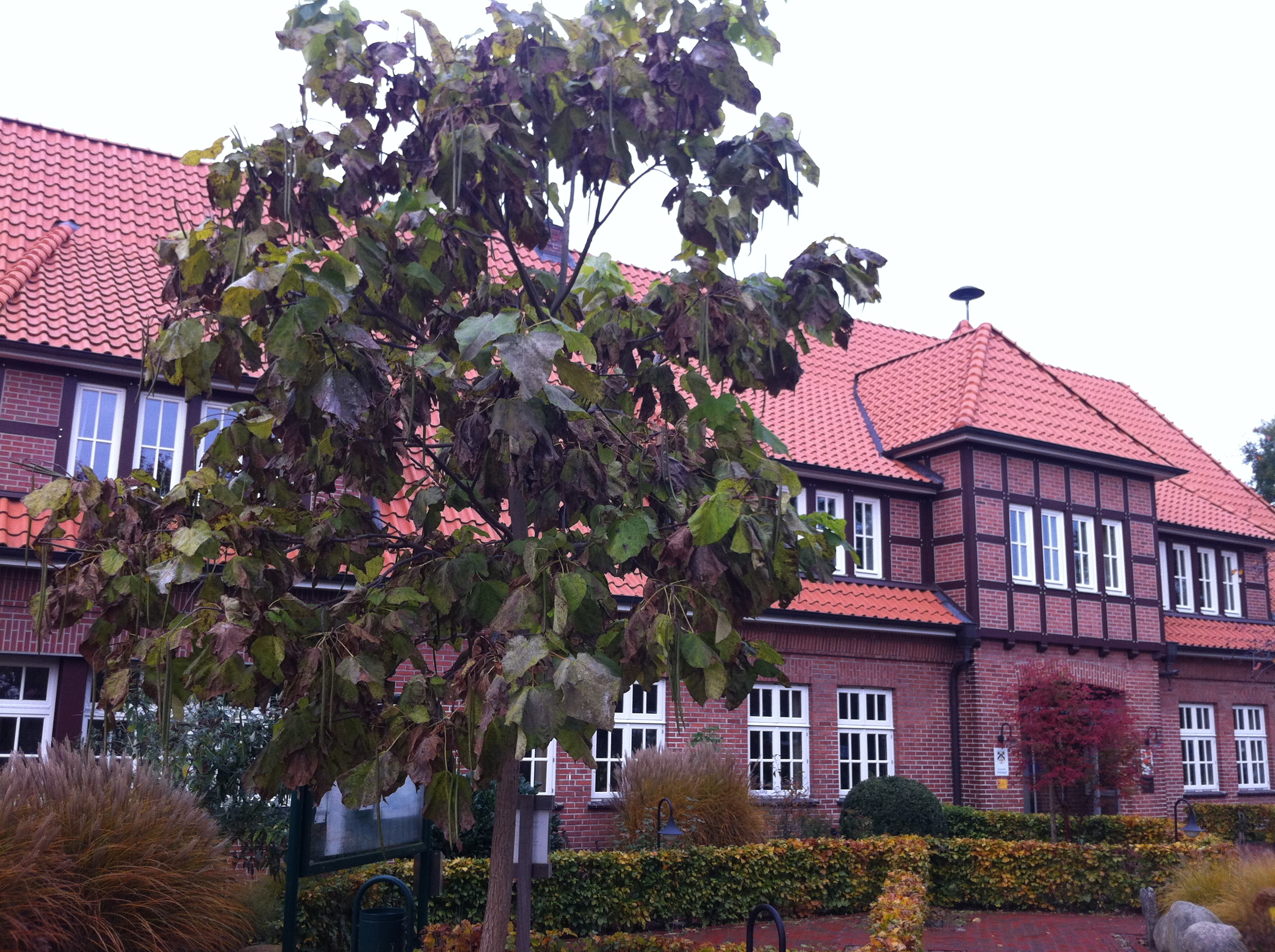 Rathaus der Gemeinde Dötlingen in Neerstedt - Trompetenbaum