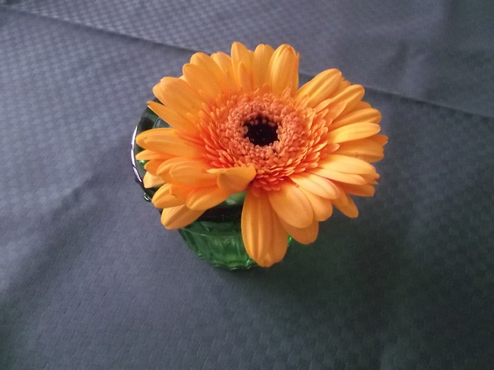 Mini Gerbera