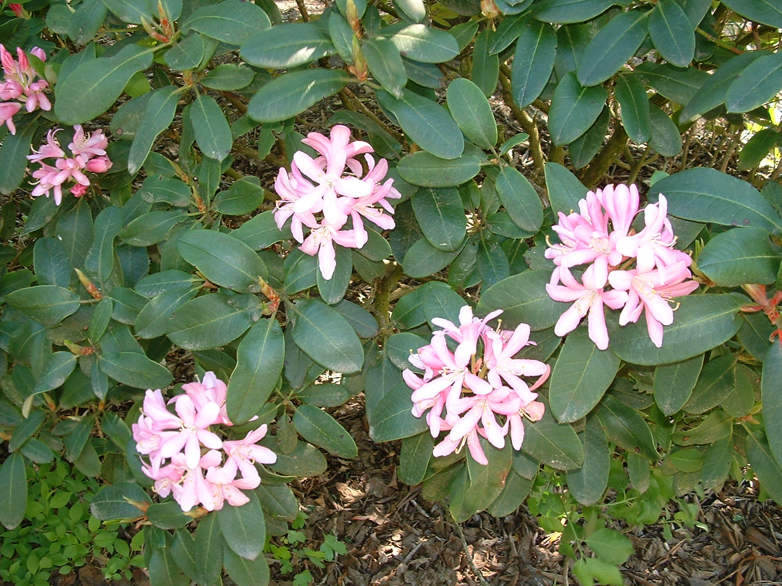 BRUNS Rhododendron Park in Gristede -