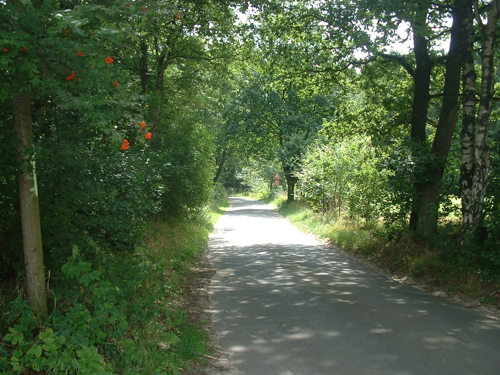 Waldwege