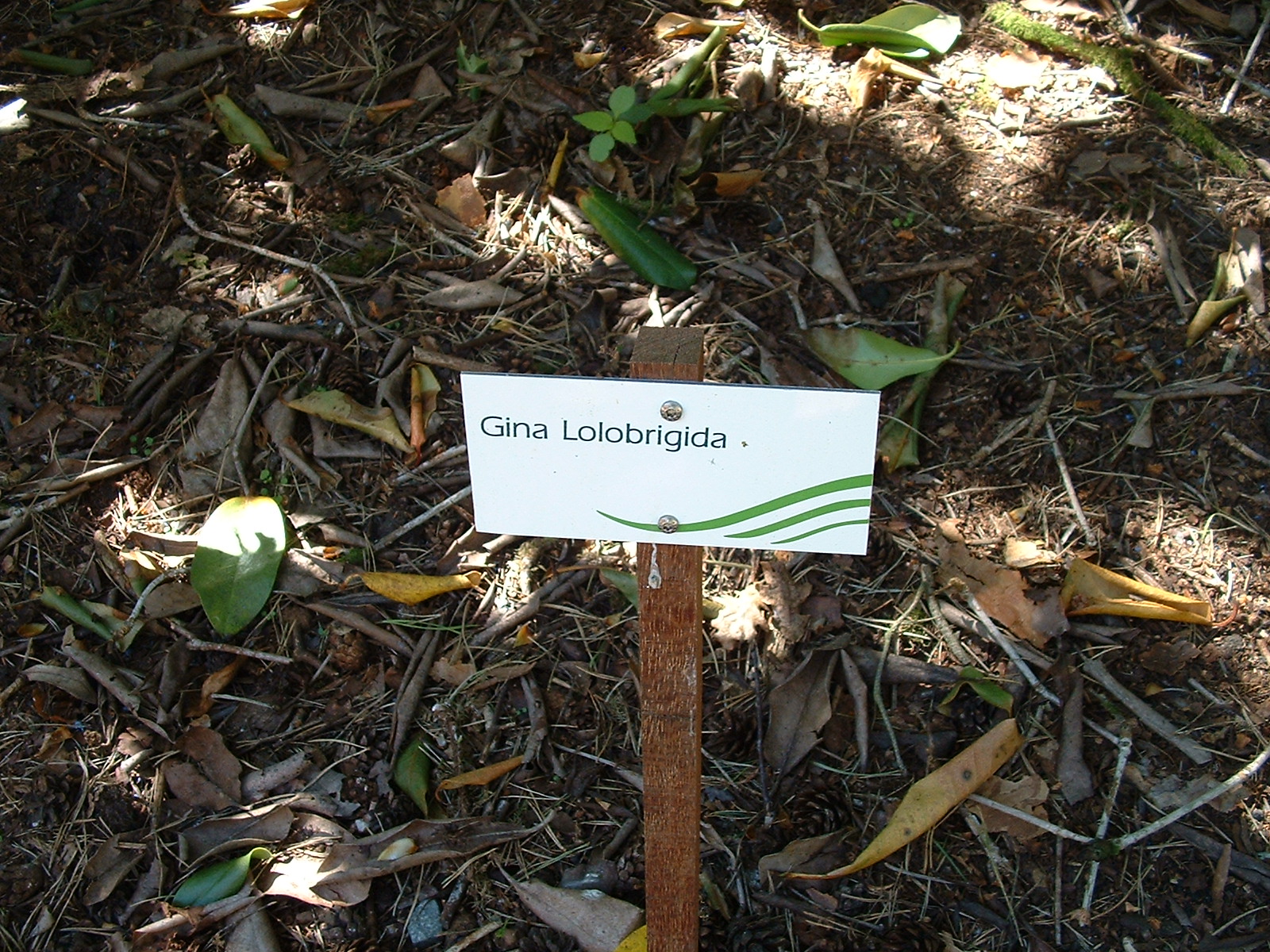 BRUNS Rhododendron-Park in Gristede - Gina Lolobridida