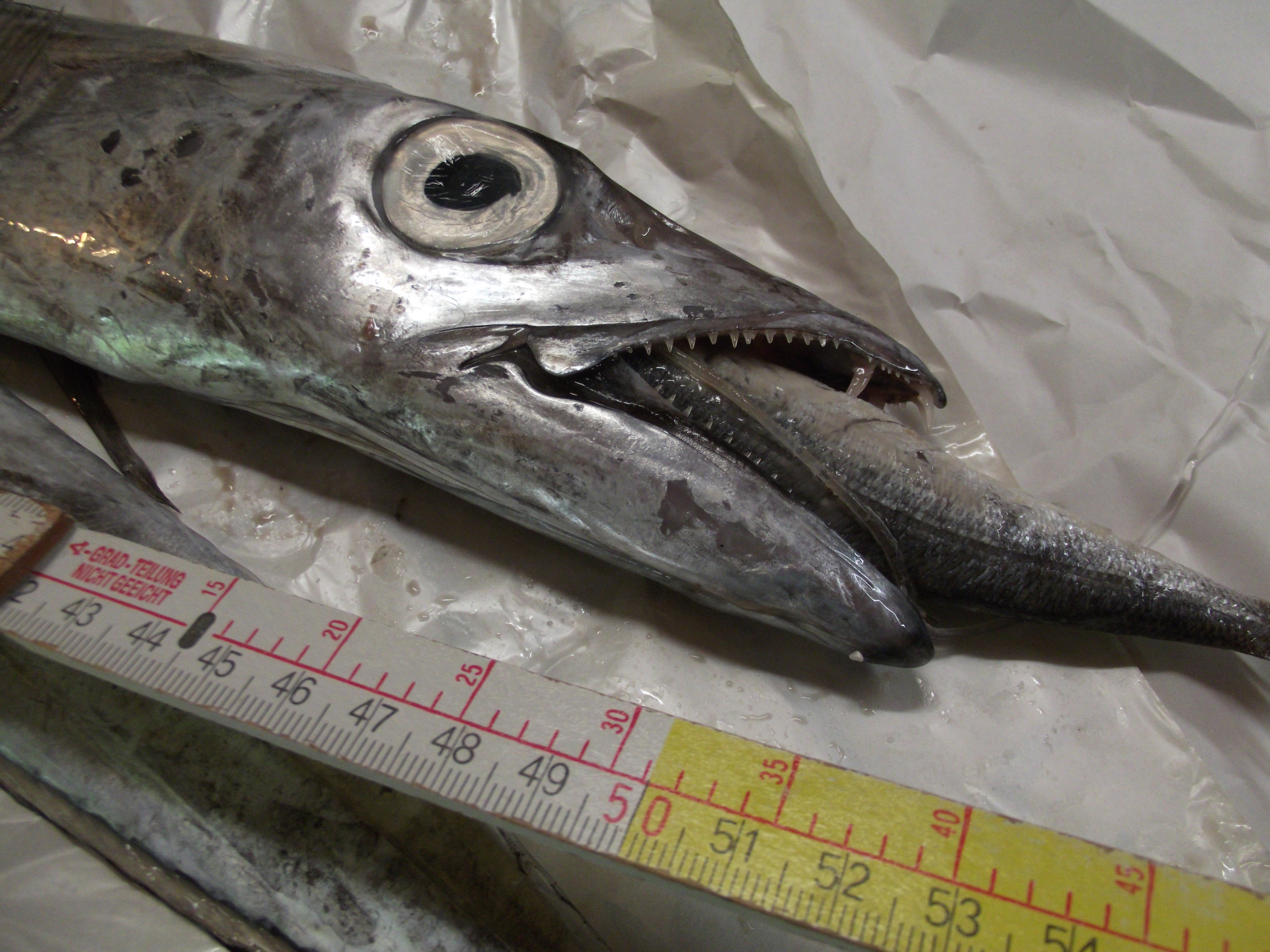 1 kg Silberner Degenfisch - Lepidopus spp. - 103 cm lang