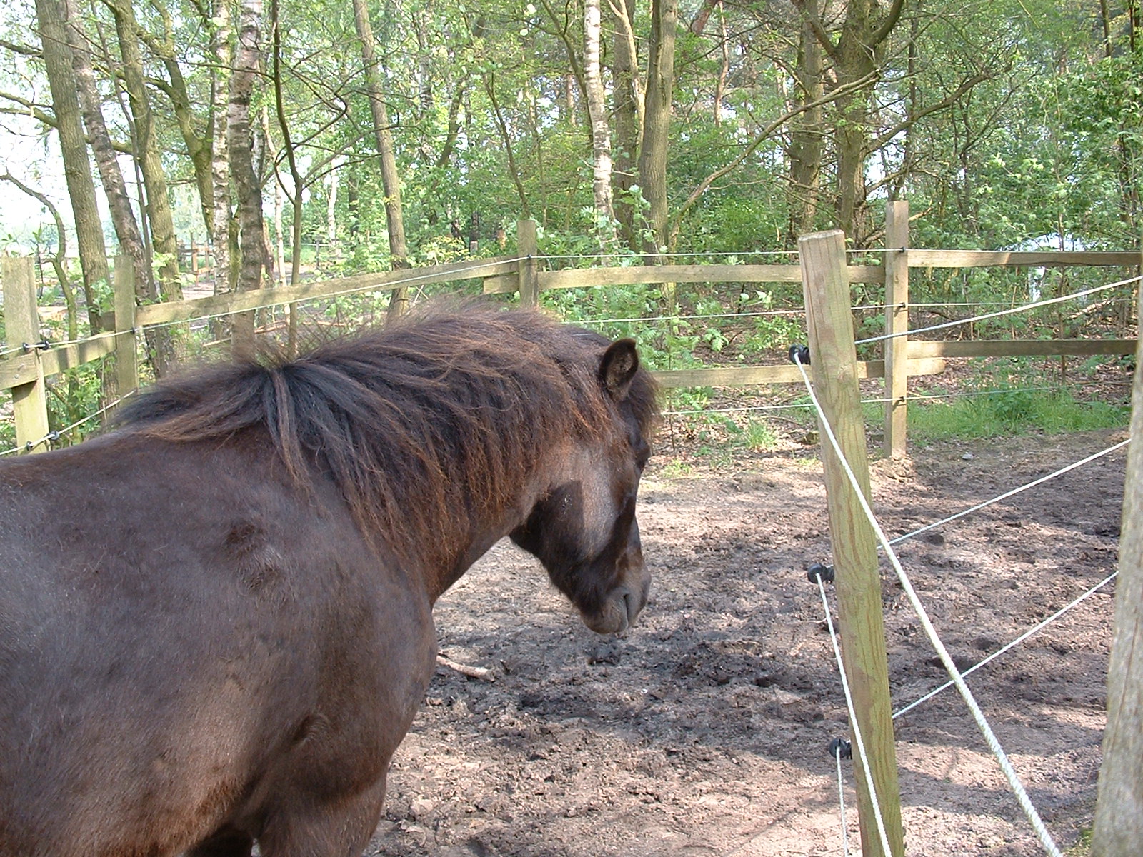 Reitvergnügen im Hespenbusch