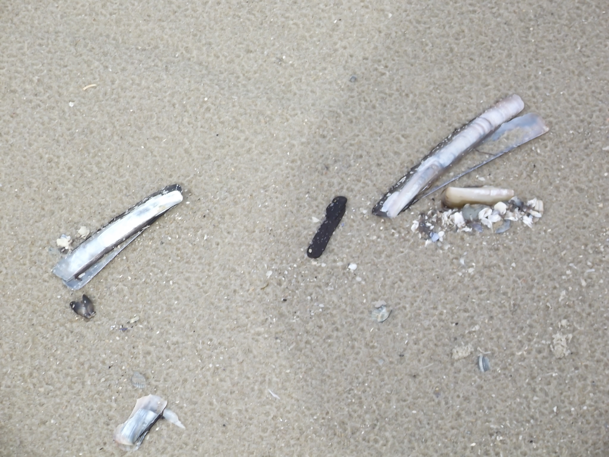 Verkehrsverein Wangerooge - Strand von Wangerooge - Stabmuscheln