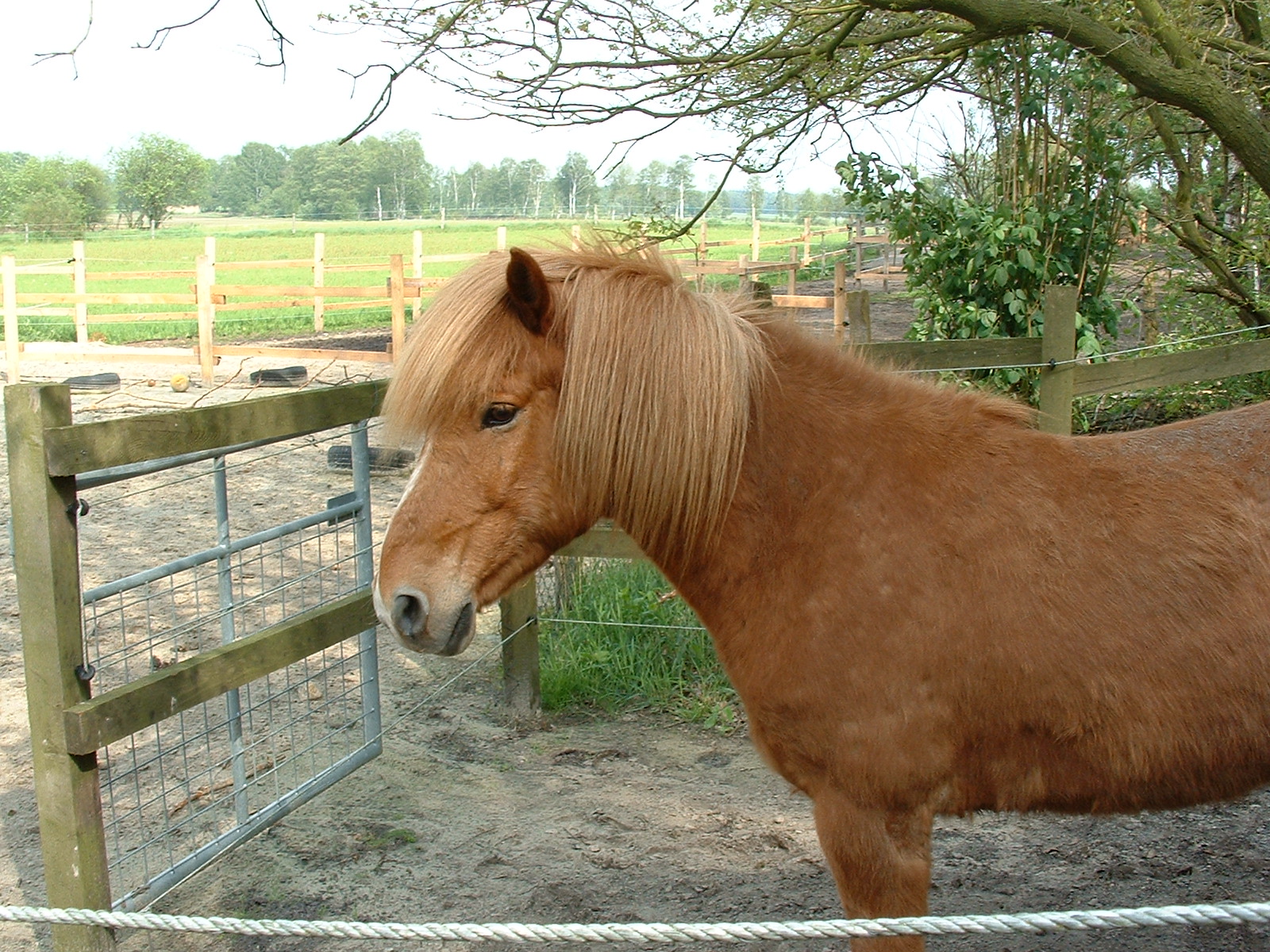 Reitvergnügen im Hespenbusch