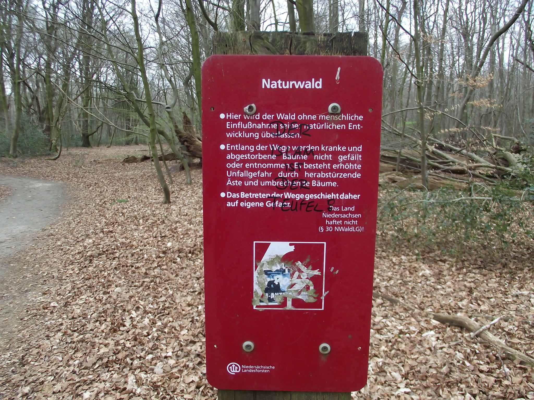 Im Naturwald Hasbruch - Weg zur Frederikeneiche