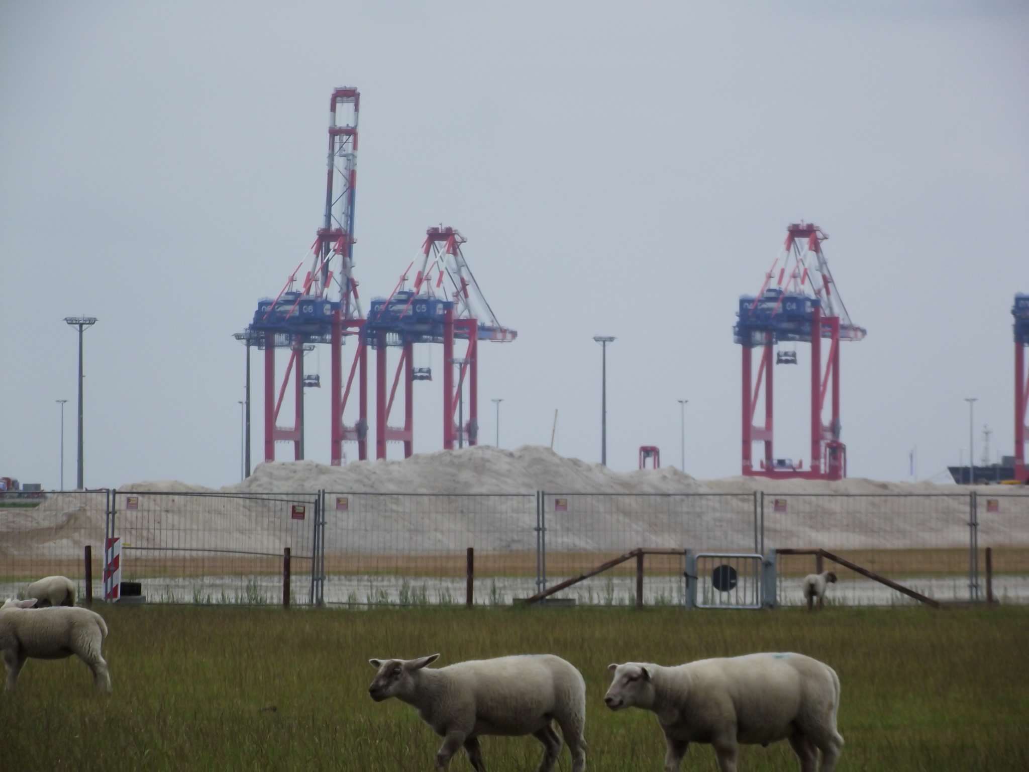 Containerbrücken vom JadeWeserPort in Wilhelmshaven und Schafe auf dem Deich