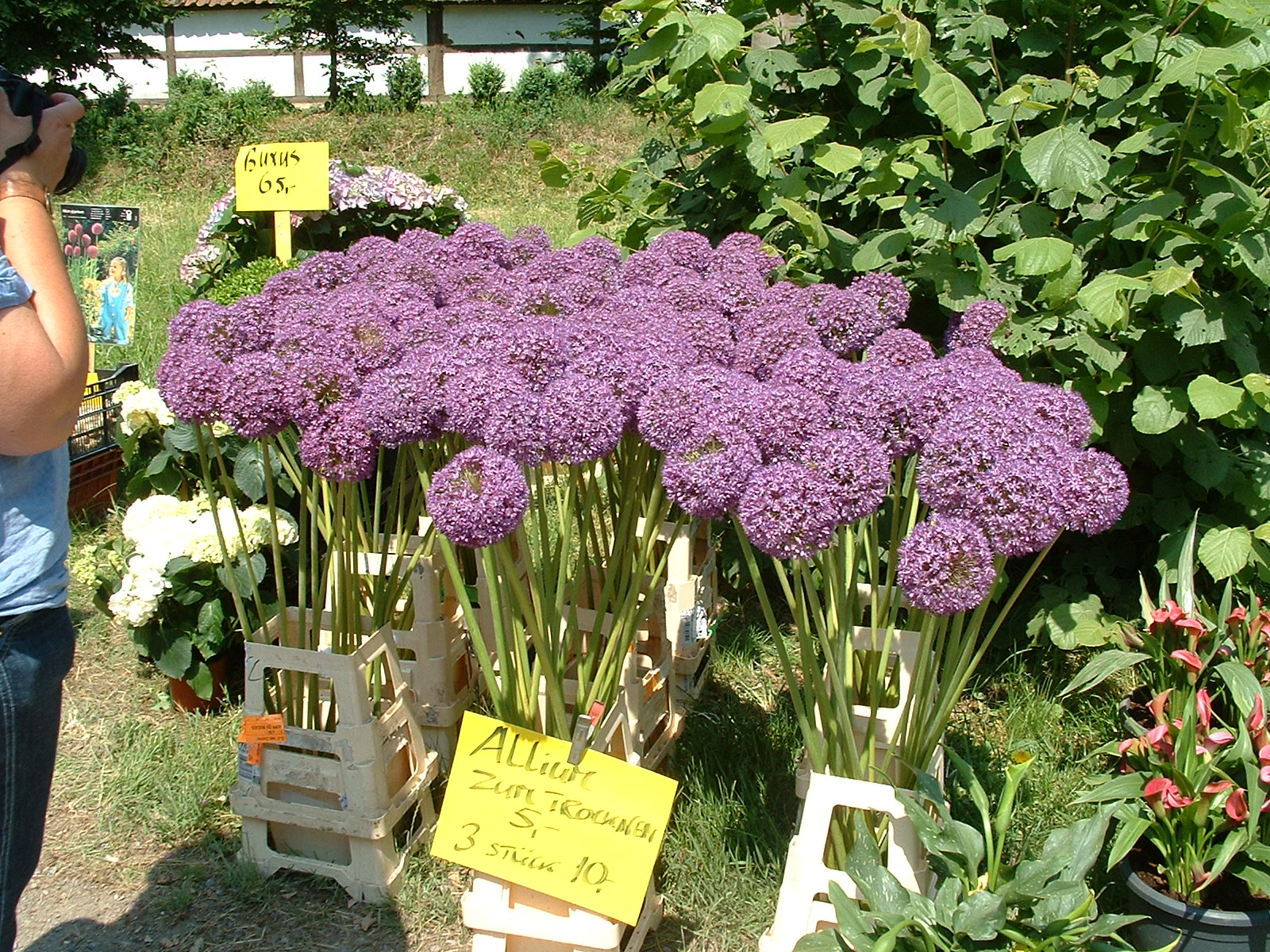 Museumsdorf Cloppenburg - Gartenpartie 5.6.2011