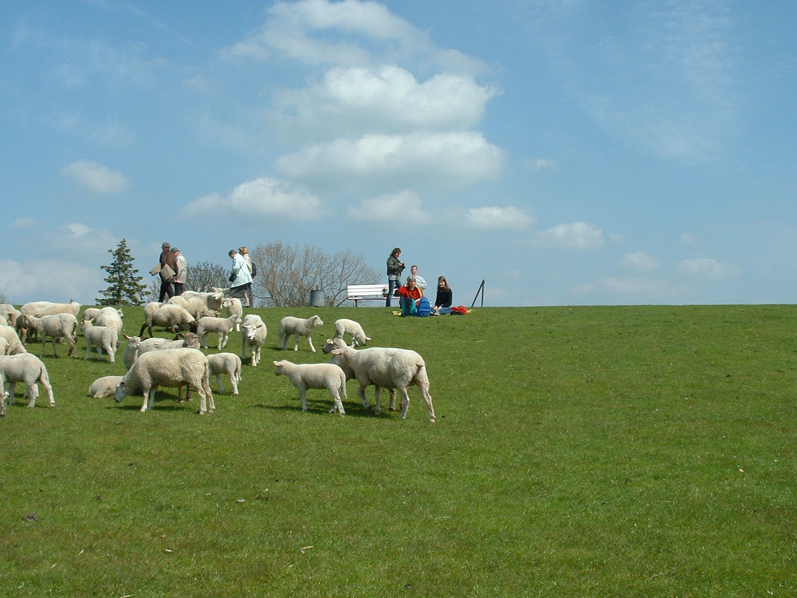 Friedliche Stimmung am Deich mit den Schafen