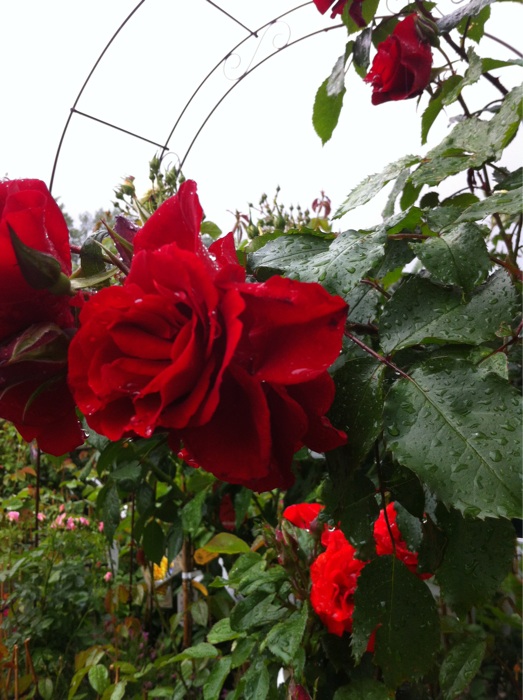 Rose im Regen - Au&szlig;enbereich von Arkenau