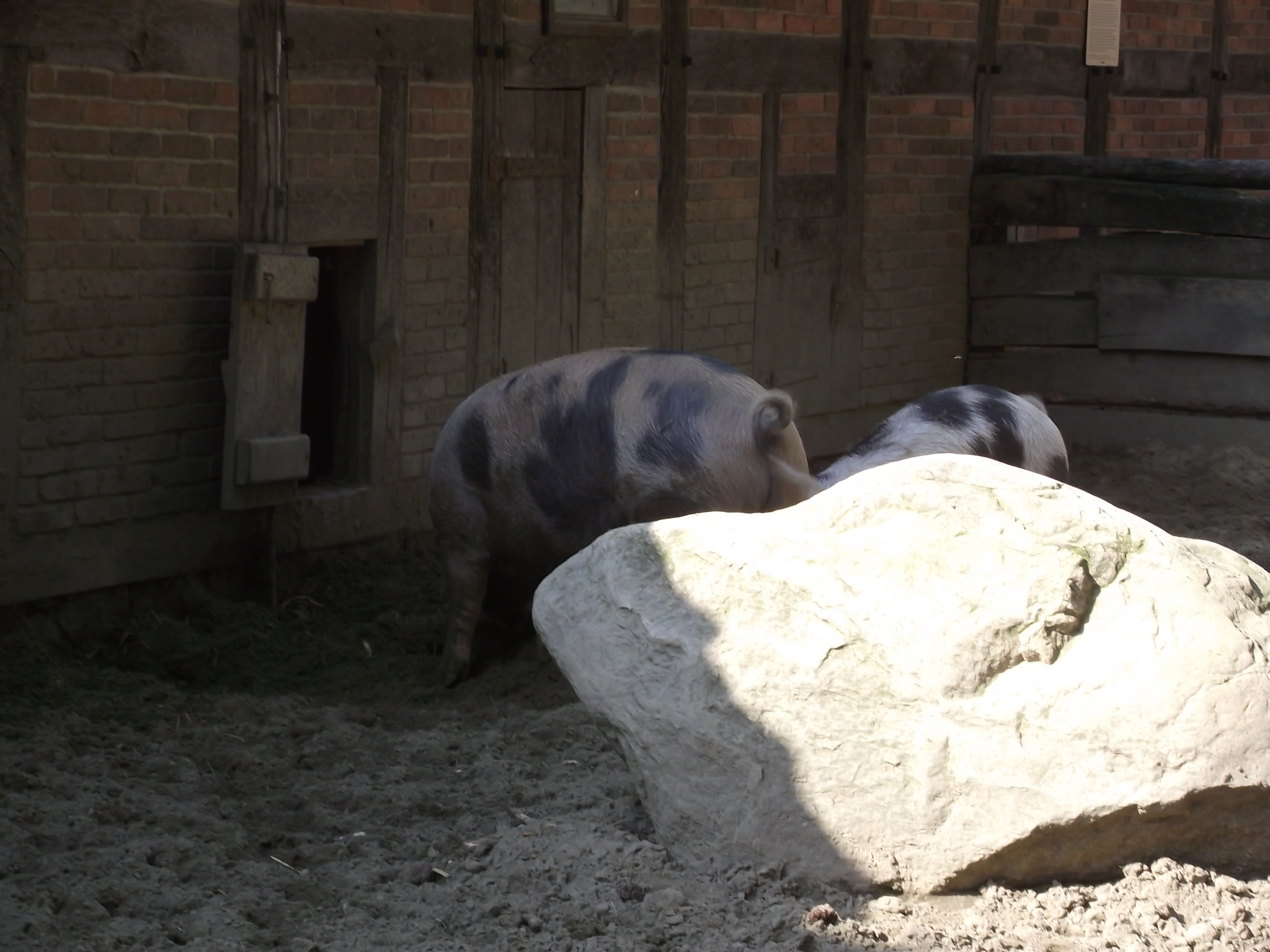 Museumsdorf Cloppenburg - &quot;Genuss im Nordwesten&quot; am 25.9.2011 - Bentheimer Bunte Schweine bei der Hofanlage Wehlburg