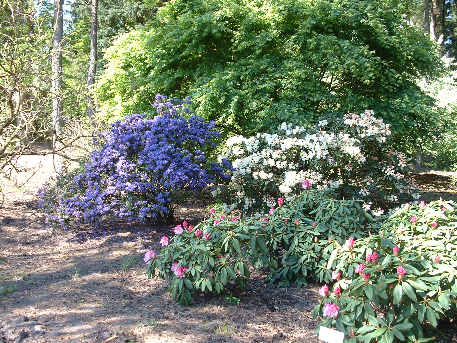 BRUNS Rhododendron Park in Gristede