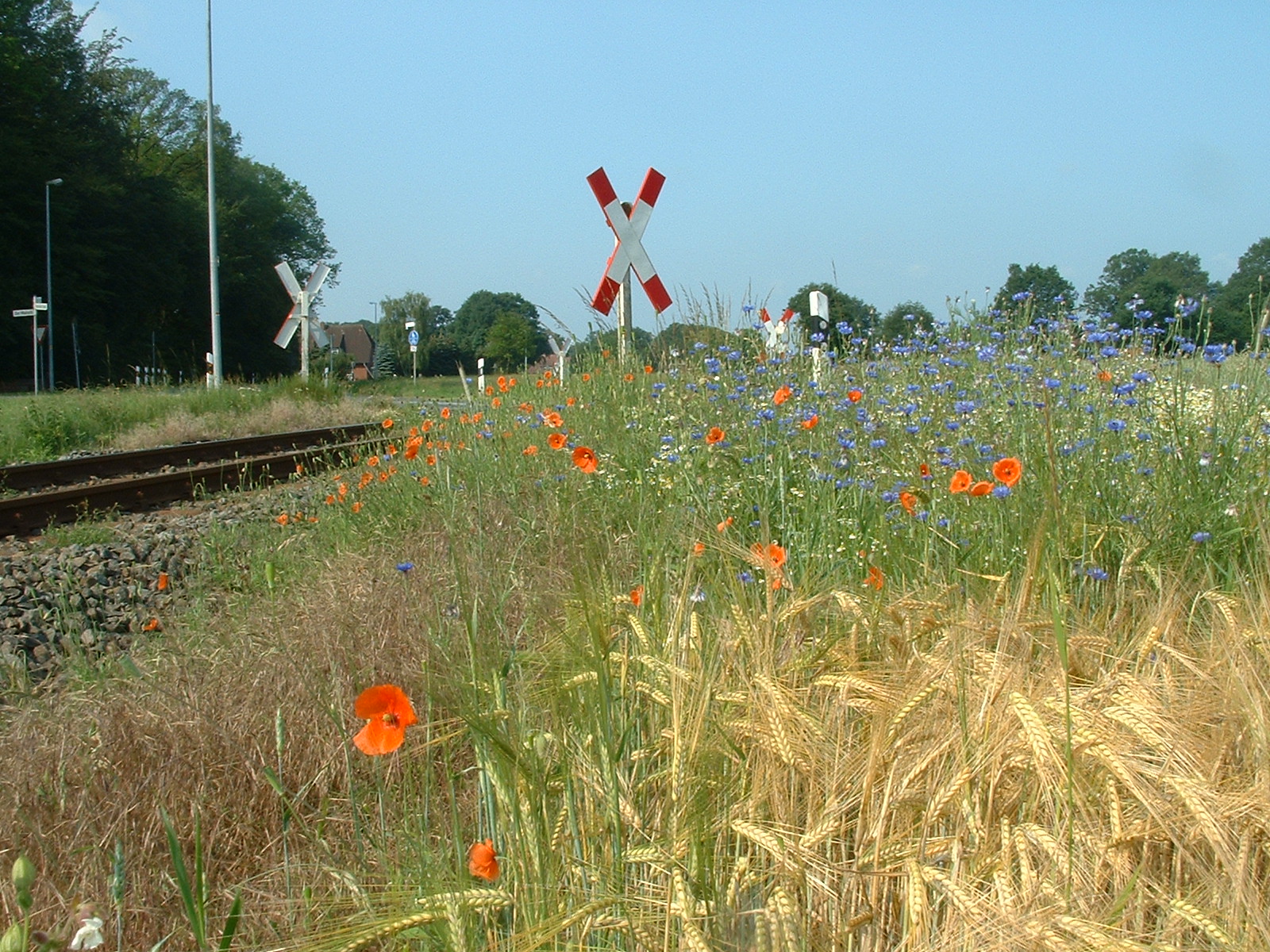 Die Fahrtstrecke von Jan Harpstedt - Bahnübergang kurz vor dem Bahnhof Gr. Mackenstedt, schönes Getreidefeld mit Mohn und Kornblumen