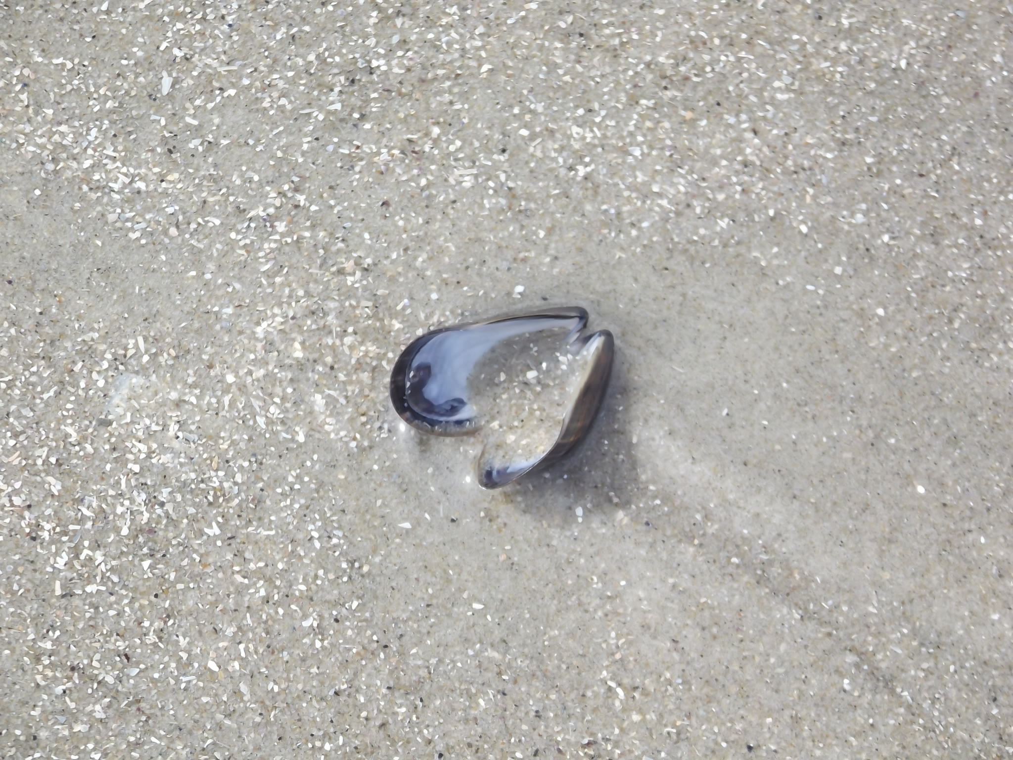 Wangerooge an der Nordsee - Miesmuschelschale