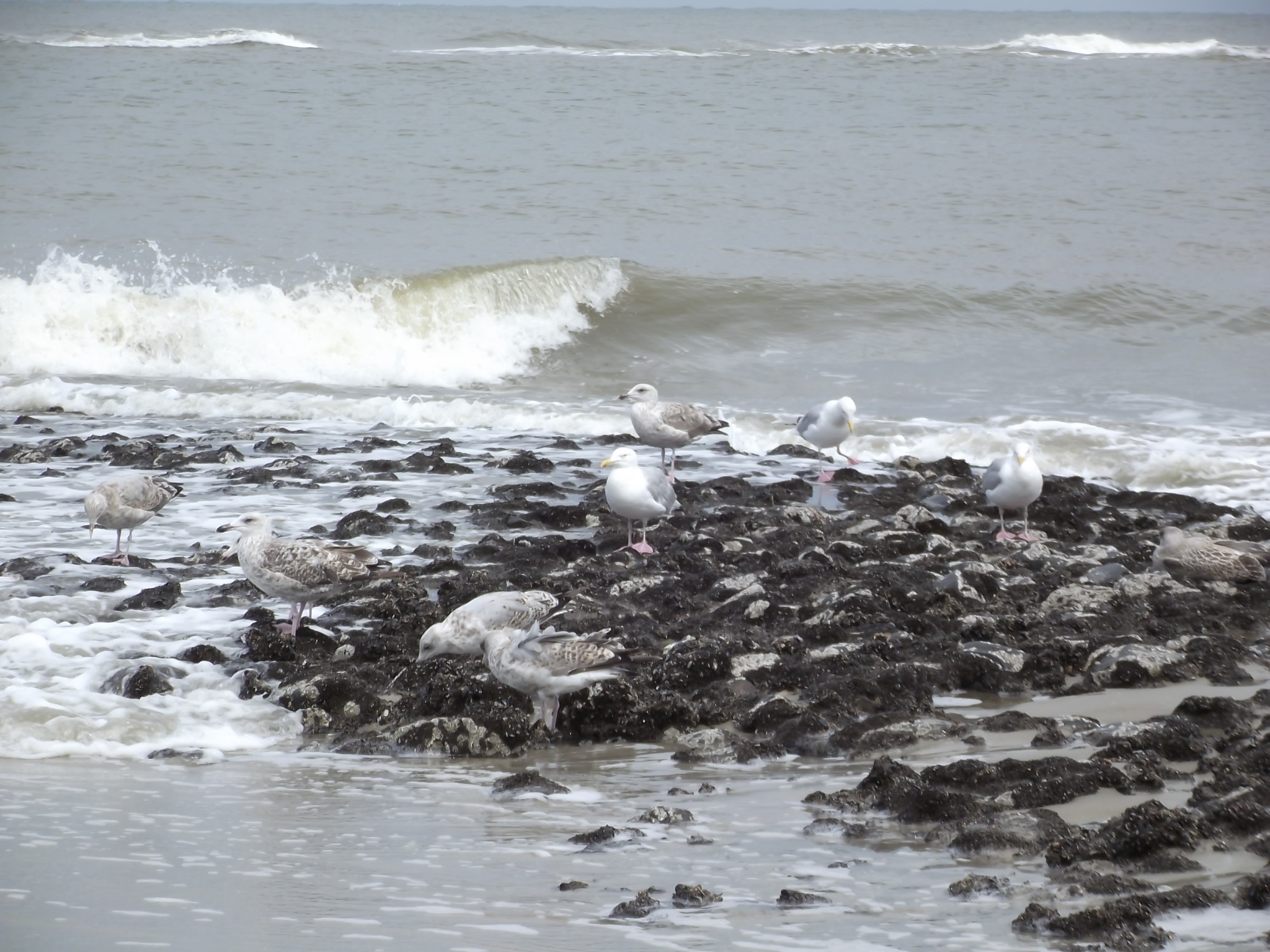 Wangerooge an der Nordsee - schöne Welle