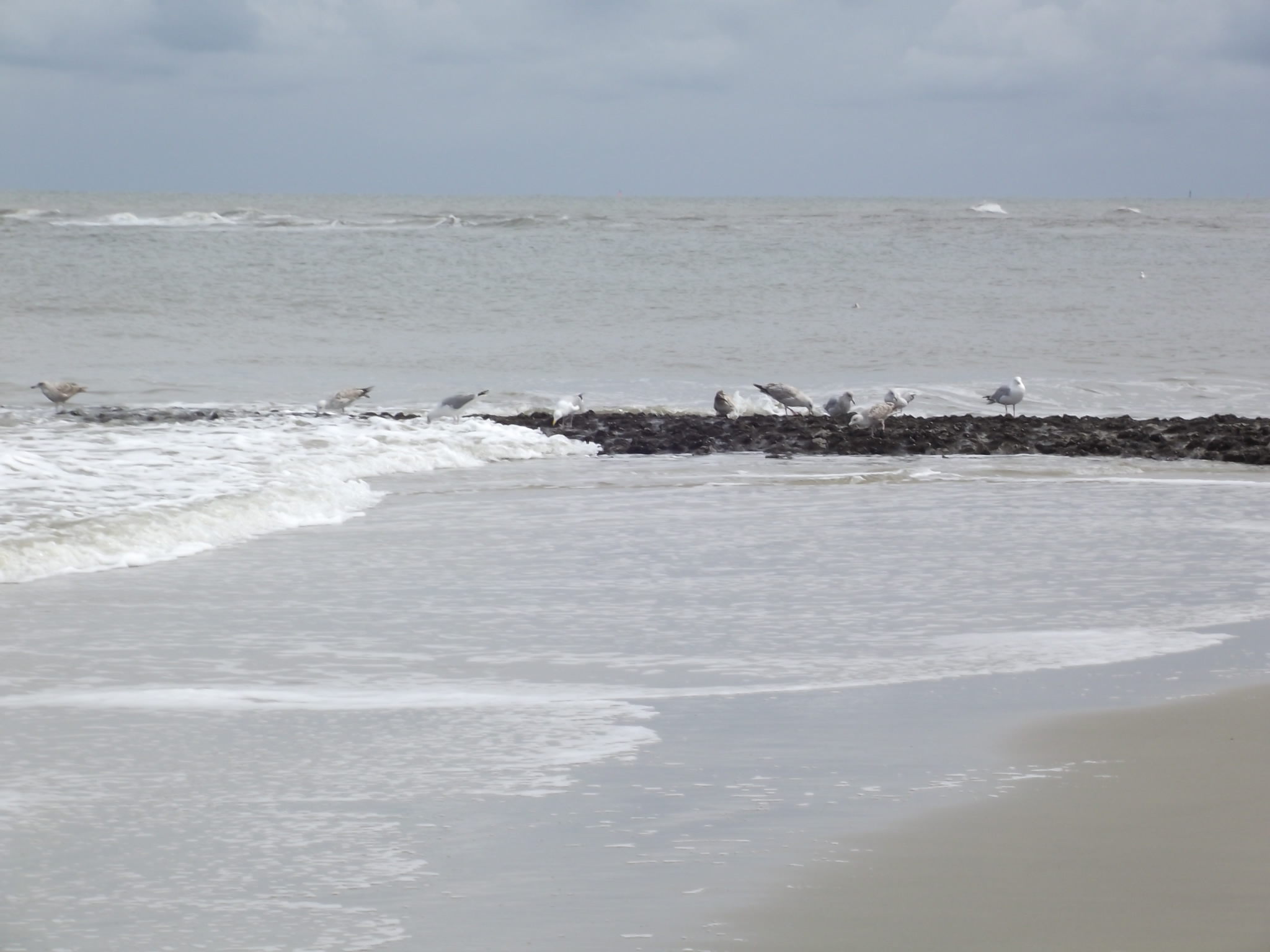 Wangerooge an der Nordsee - Möven und die Wellen