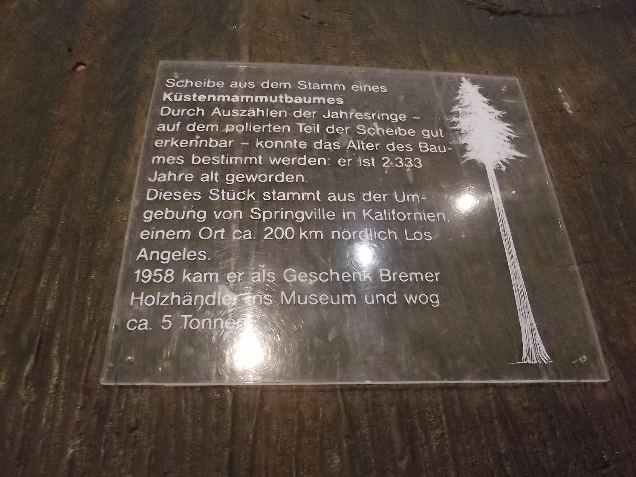 Überseemuseum in Bremen - Infotafel zur Baumscheibe