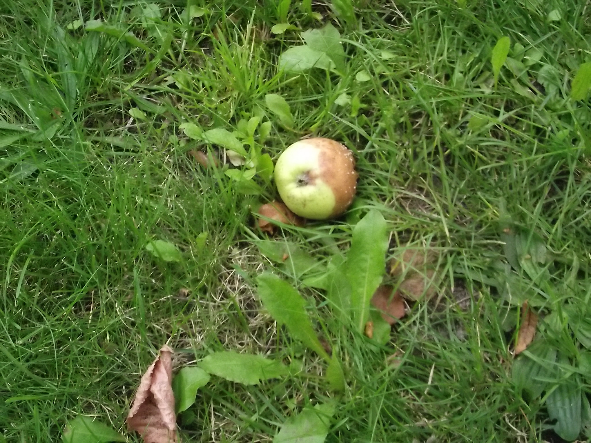Die ersten Äpfel fallen schon runter im Garten vom RUZ in Hollen