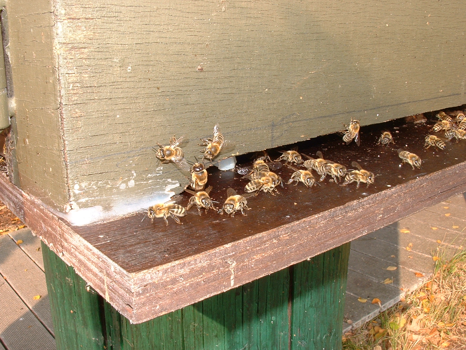 fleißige Bienen beim NIZ in Goldenstedt
