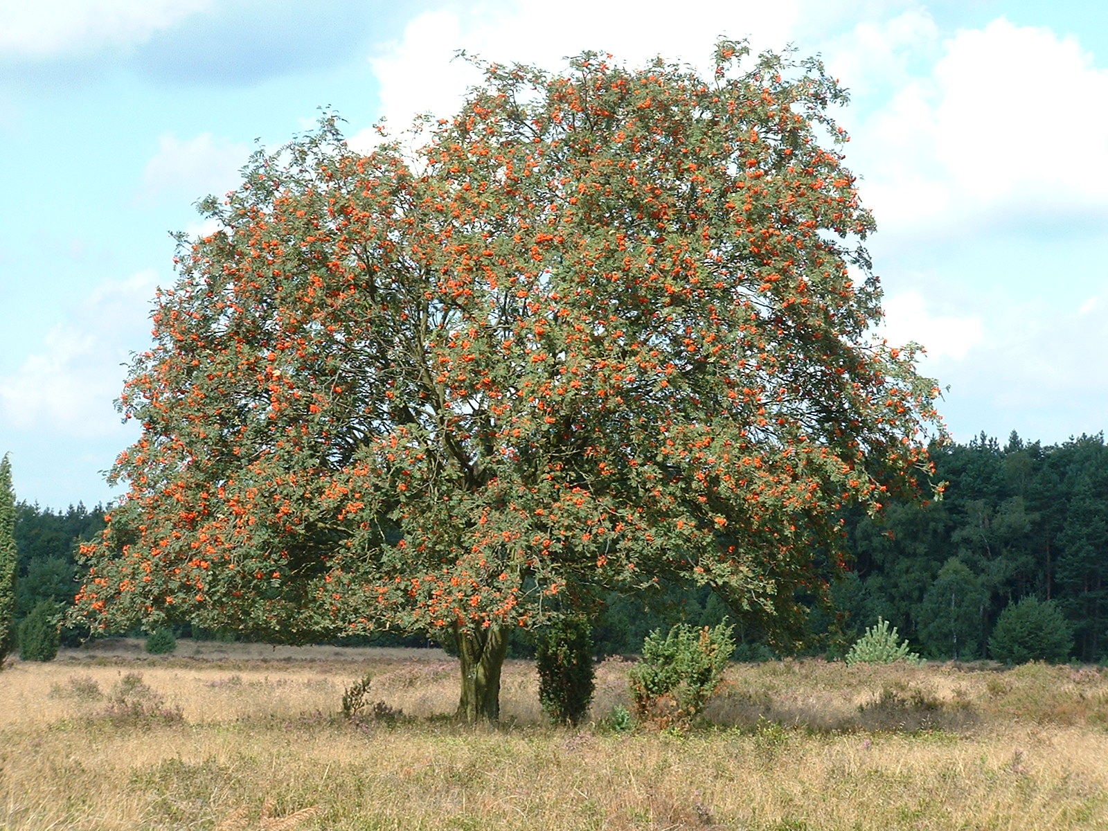 Große Bäume in der Lüneburger Heide sind eher die Ausnahme