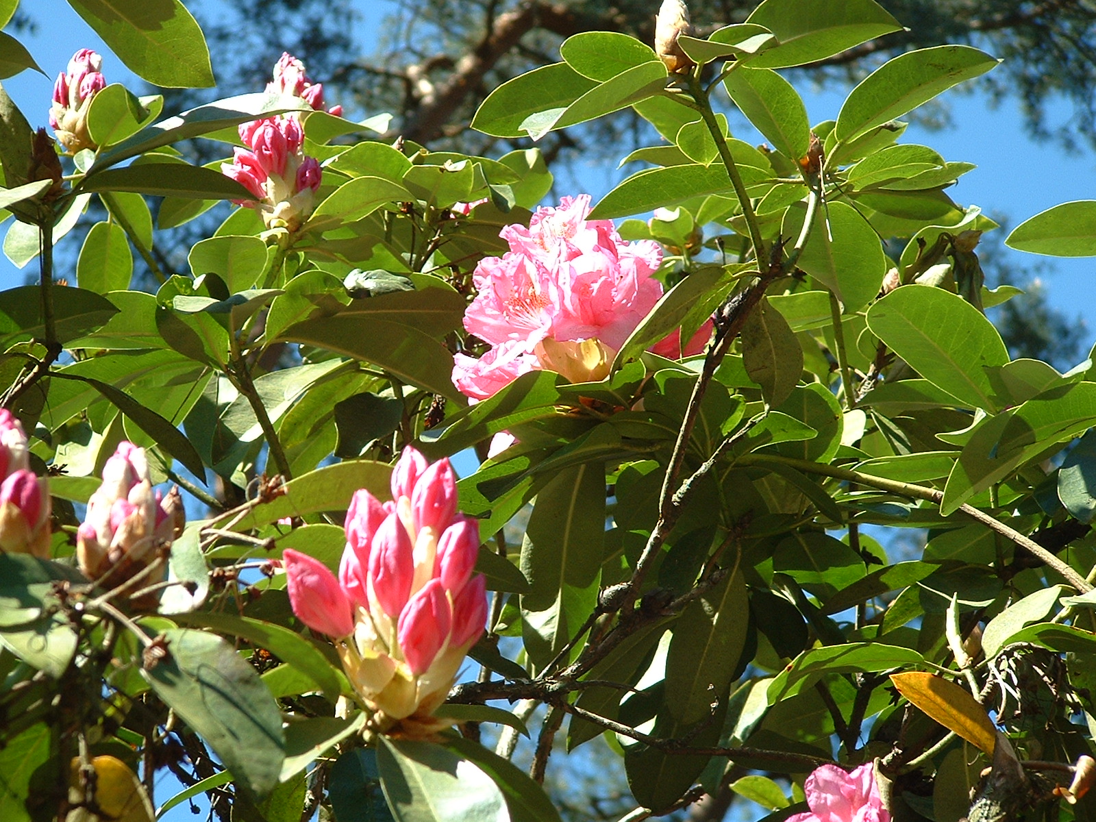 BRUNS Rhododendron-Park in Gristede - Gina Lolobridida - tolle Blüte und Knospen