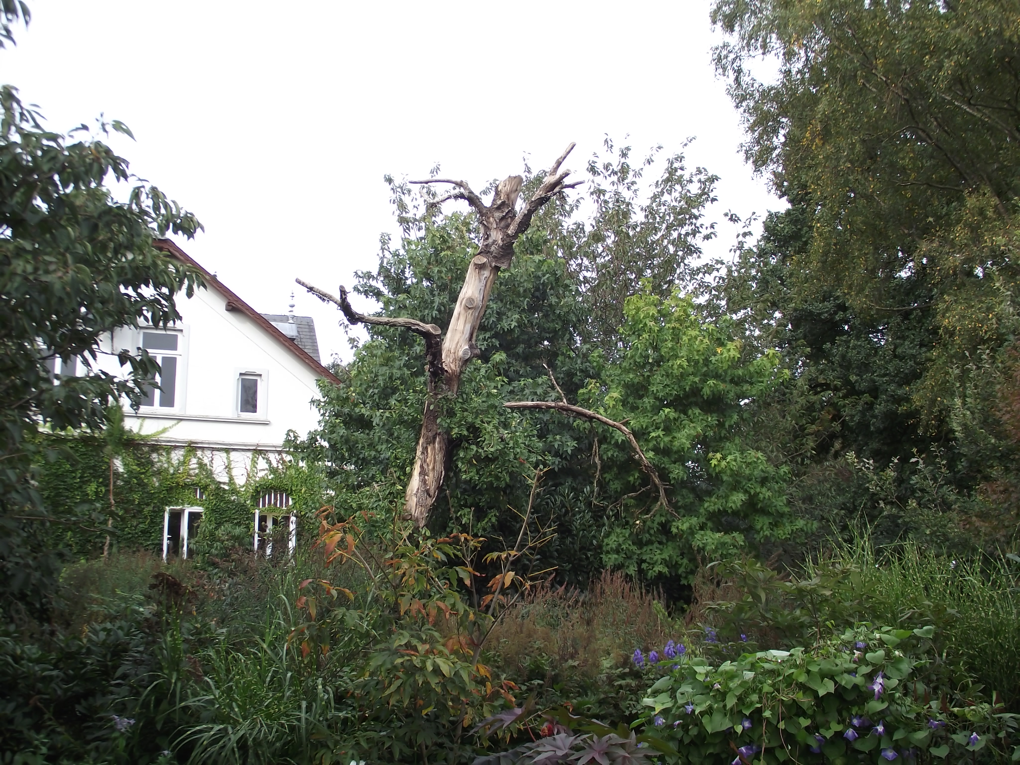 Location Nr 9 Das &quot;ARBORETUM in Neuenkoop/Berne&quot; - Toter Baum steht immer noch tapfer im Wind