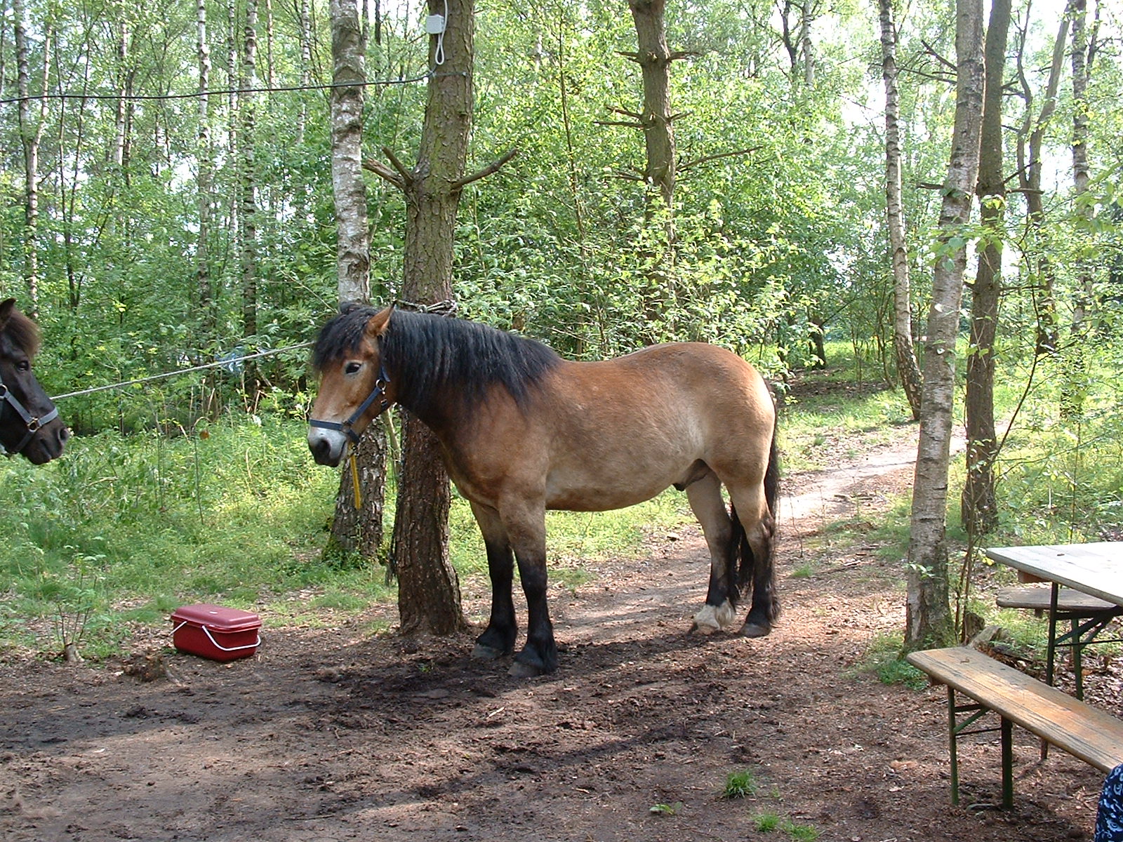 Reitvergnügen im Hespenbusch