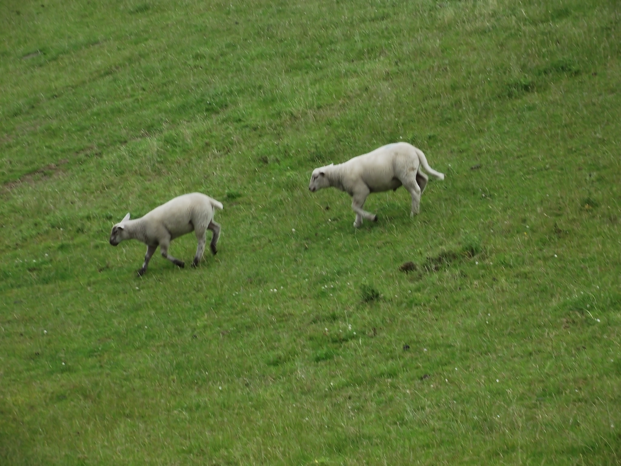 Schafe am JadeWeserPort in Wilhelmshaven