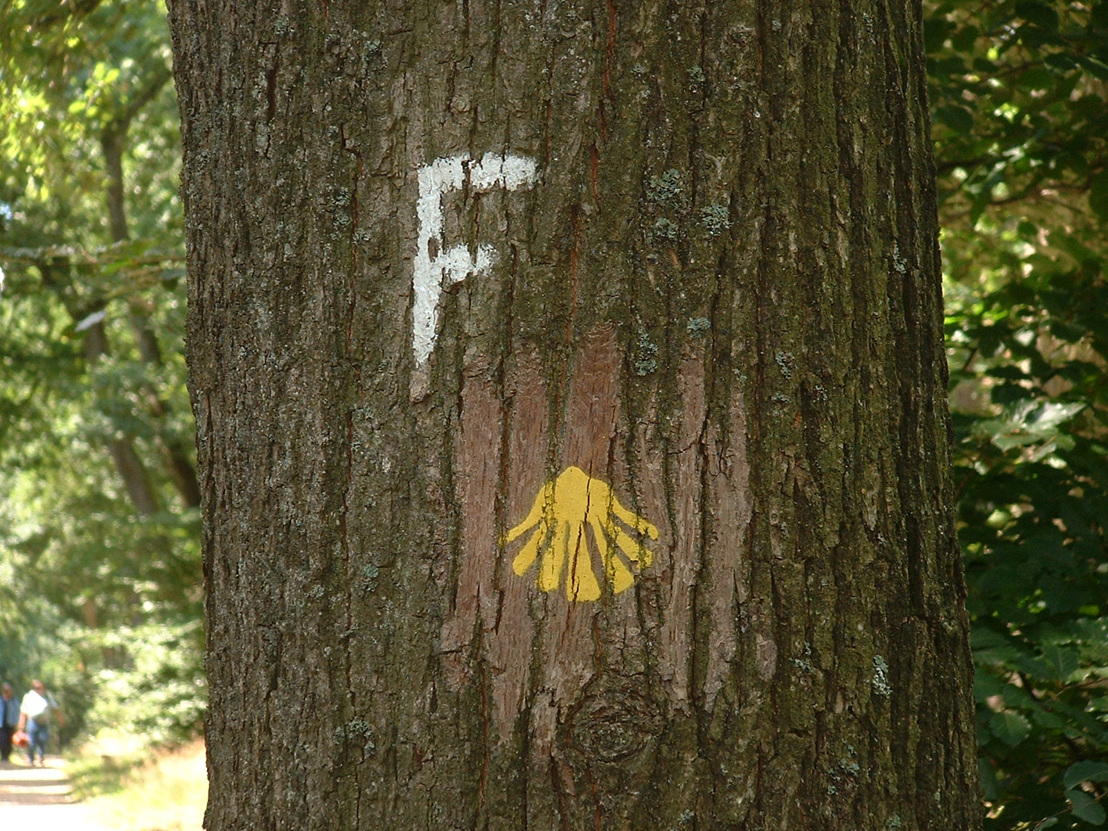 Auf dem Pilgerweg nahe Wilsede im Naturschutzpark Lüneburger Heide