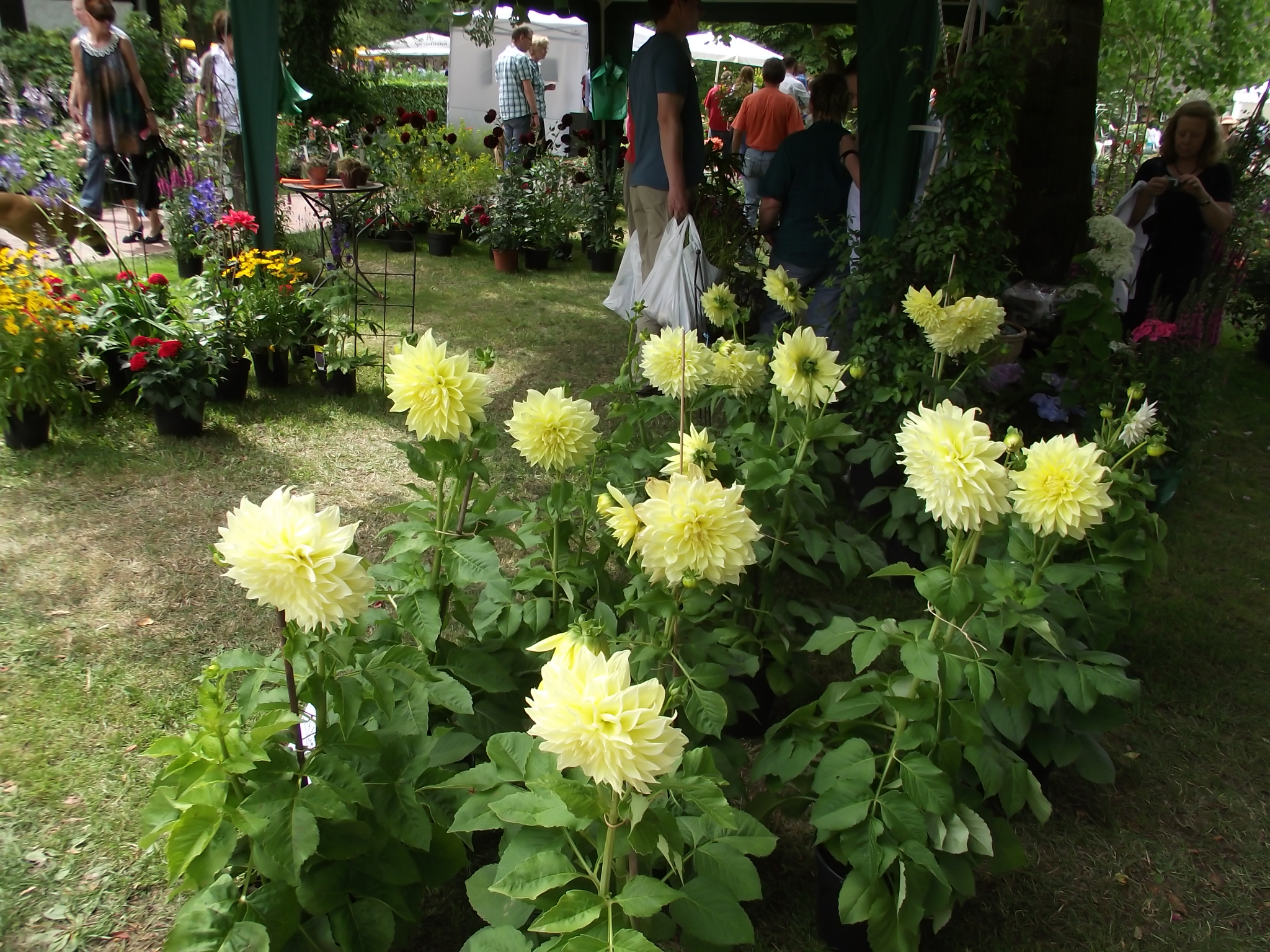 Rosenfest auf dem Heiligenberg