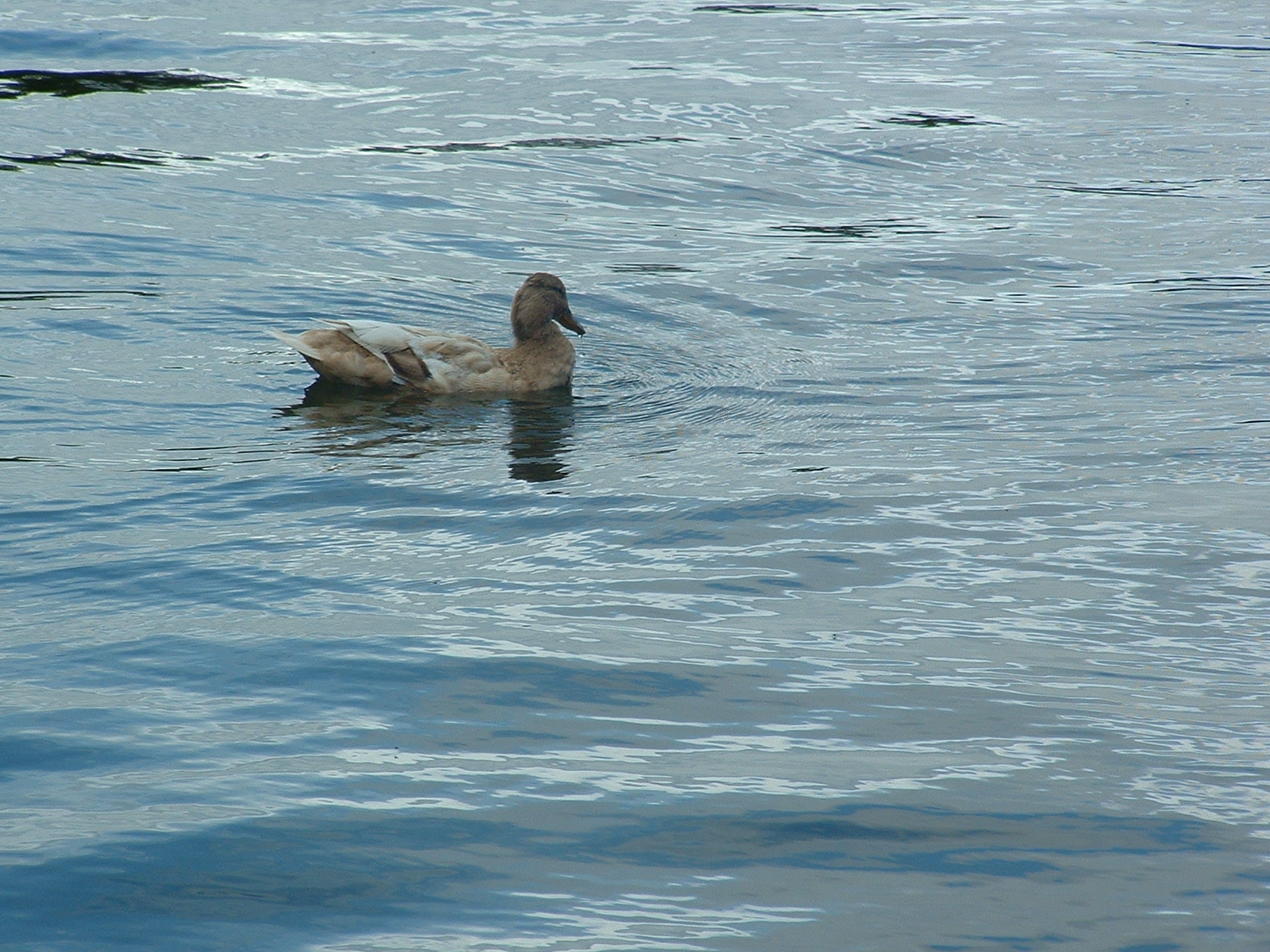 Enten auf dem Holler See vor dem Parkhotel in Bremen