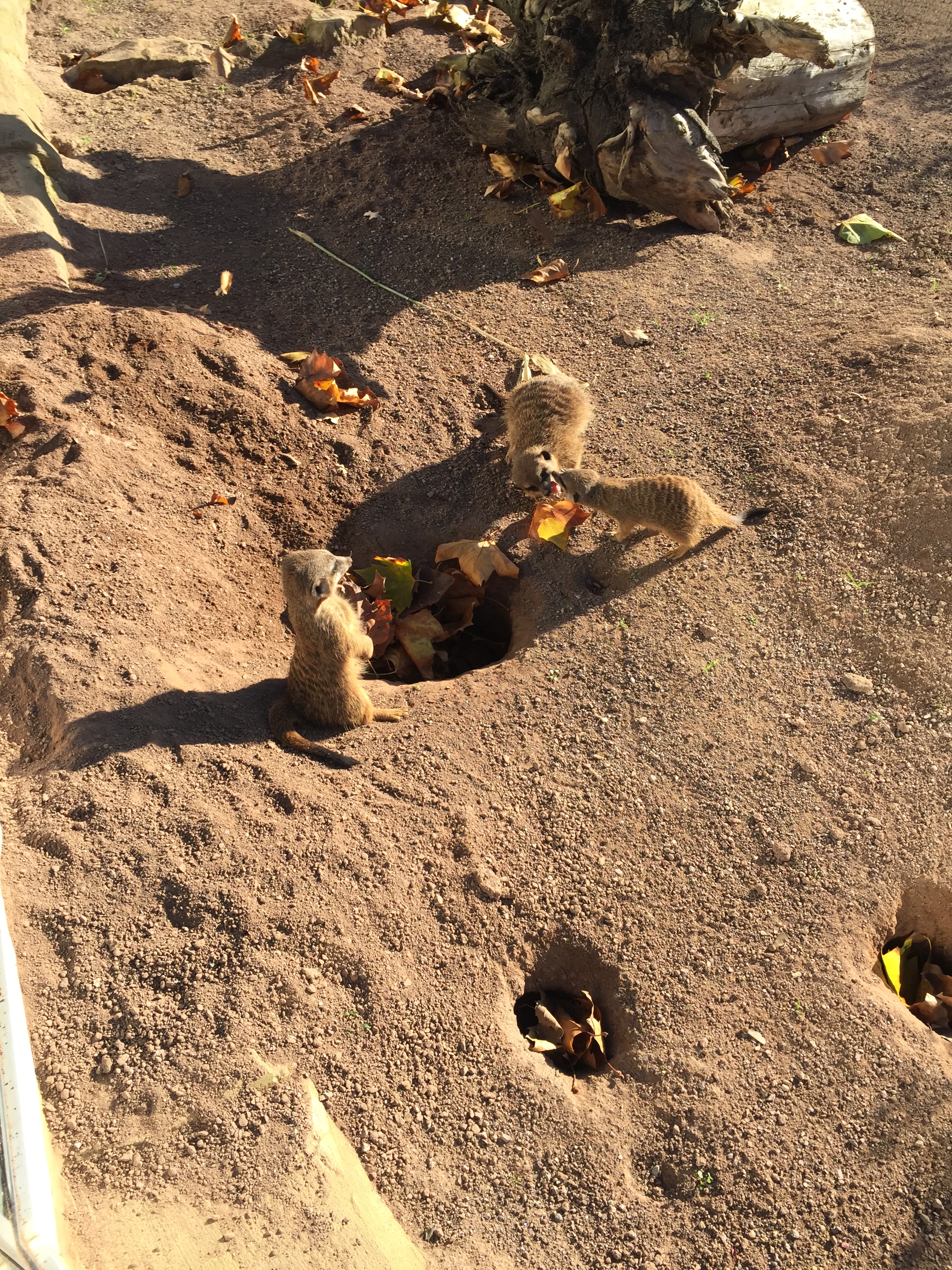 Bild 37 Zoo Osnabrück gGmbH in Osnabrück