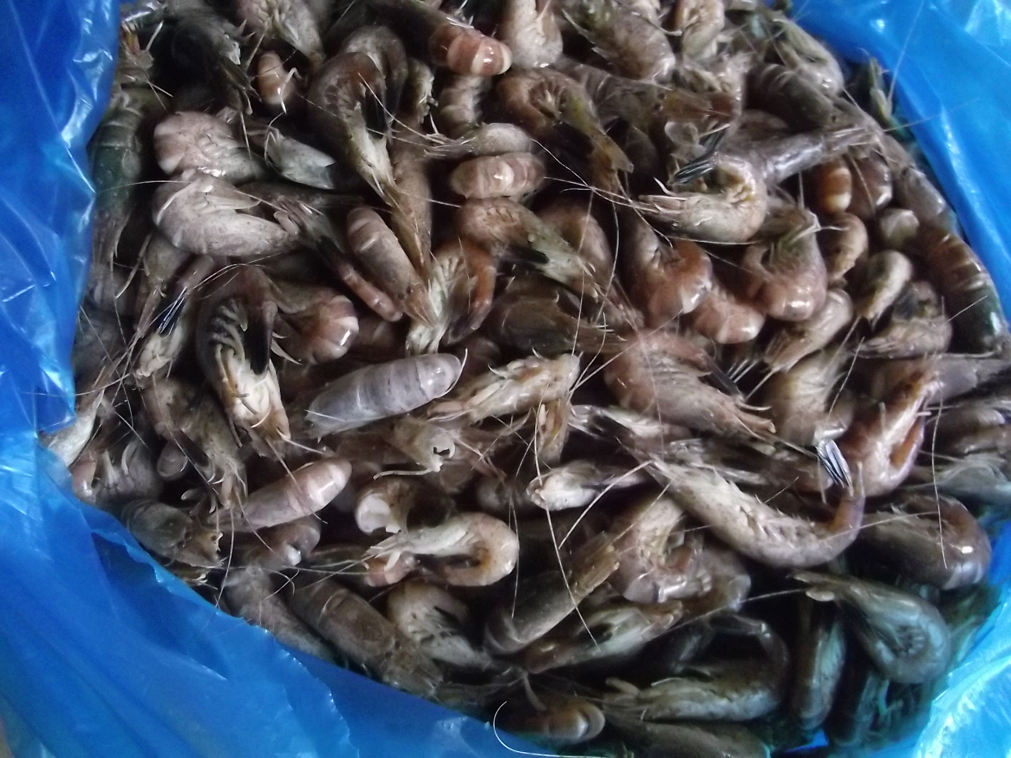 2 kg Krabben vom Findorffer Wochenmarkt - nur am Donnerstag