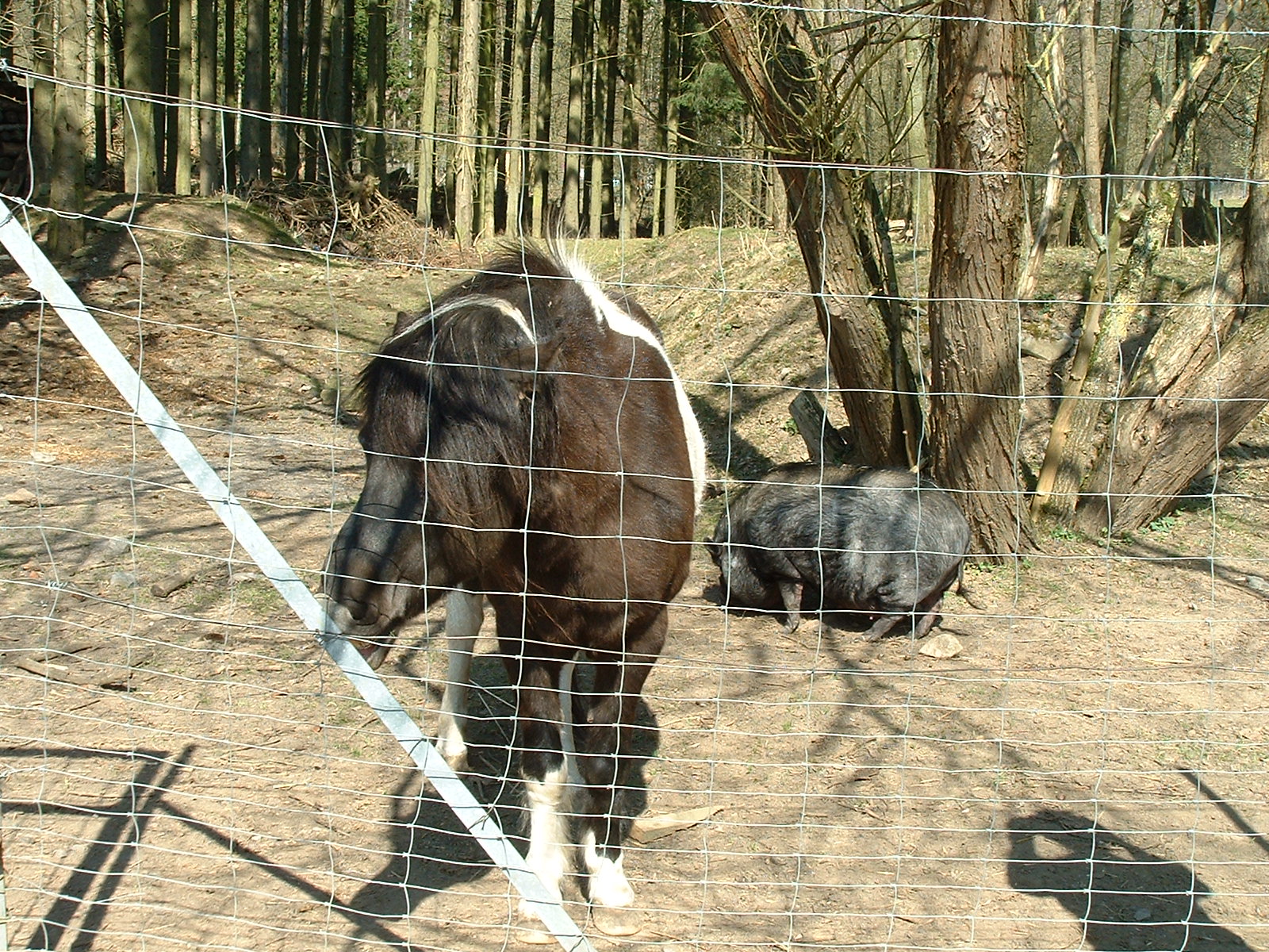 Hängebauchsau und Pony bei der Weinschänke Rohdental