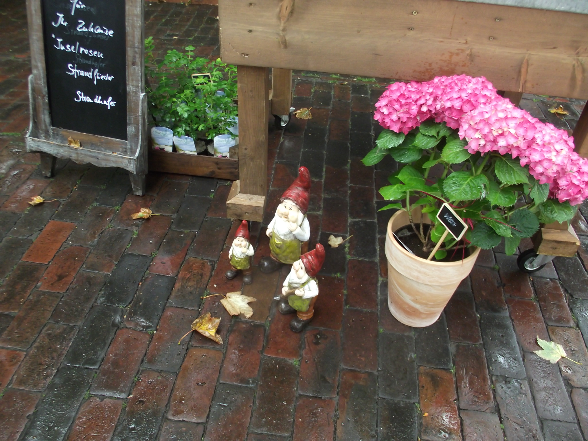 Blumen Wünsche auf Wangerooge - Gartenzwerge