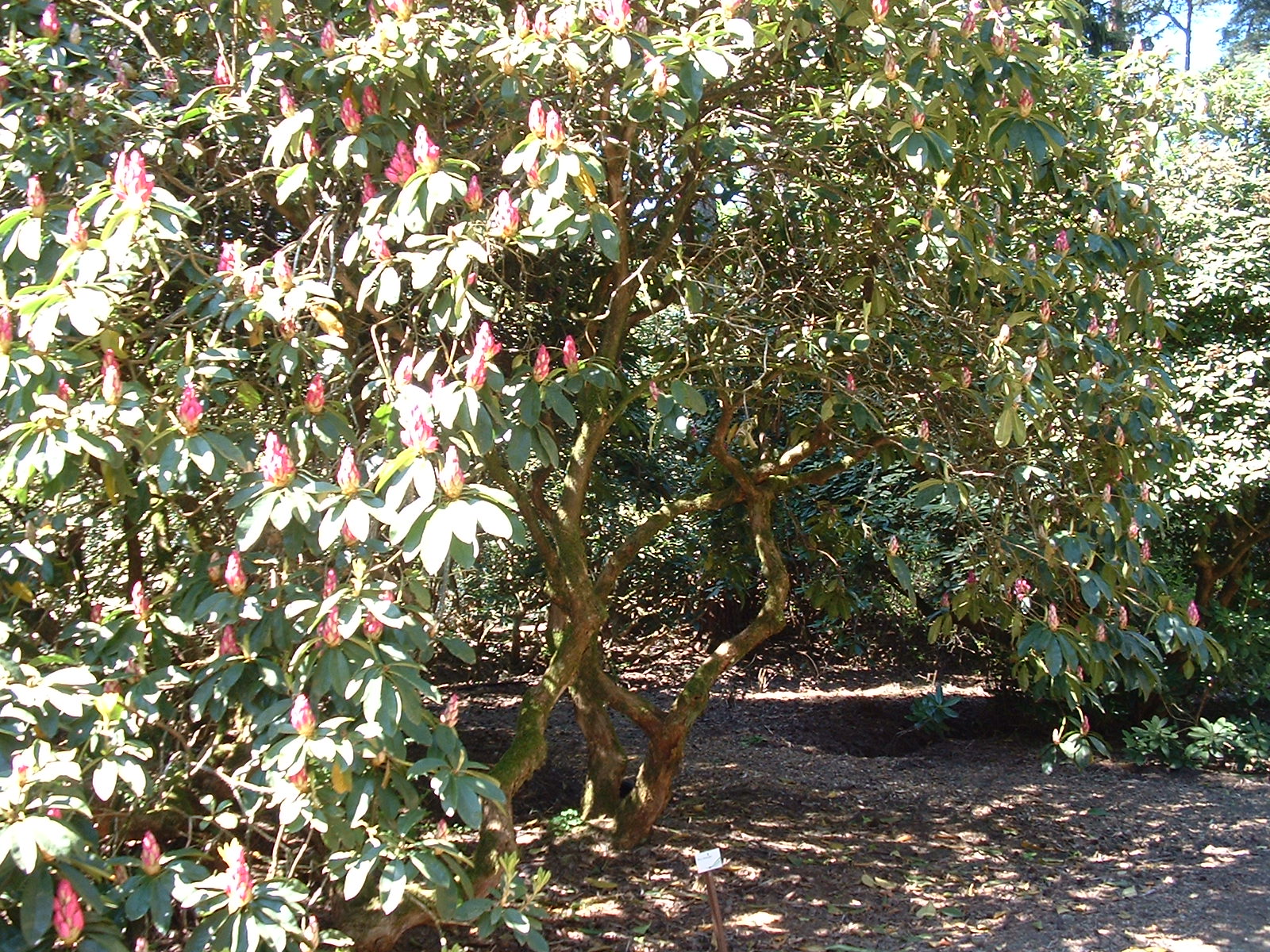 BRUNS Rhododendron-Park in Gristede - Gina Lolobridida schon ein wenig älterer Rhododendron
