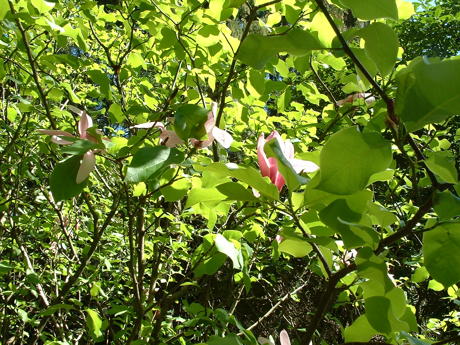 BRUNS Rhododendron Park in Gristede - Magnolie am Eingang zum Park