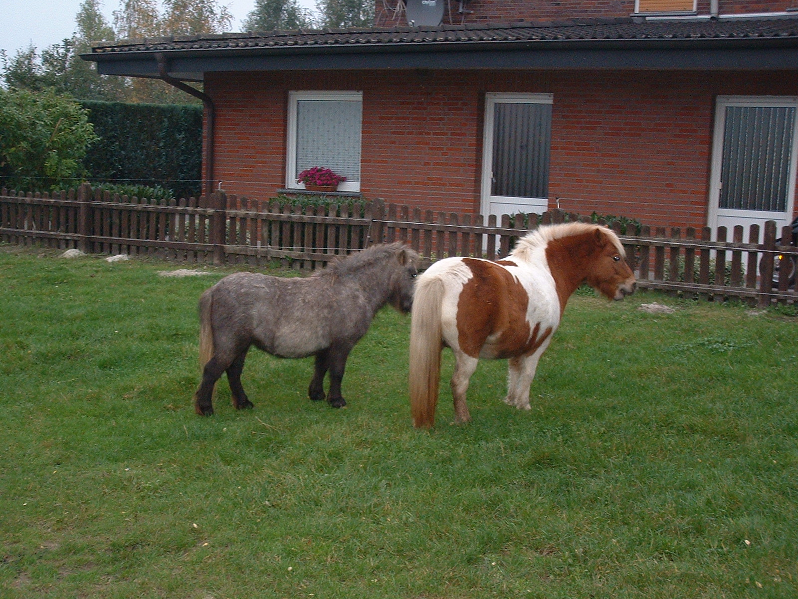 Ponys vor dem Haus