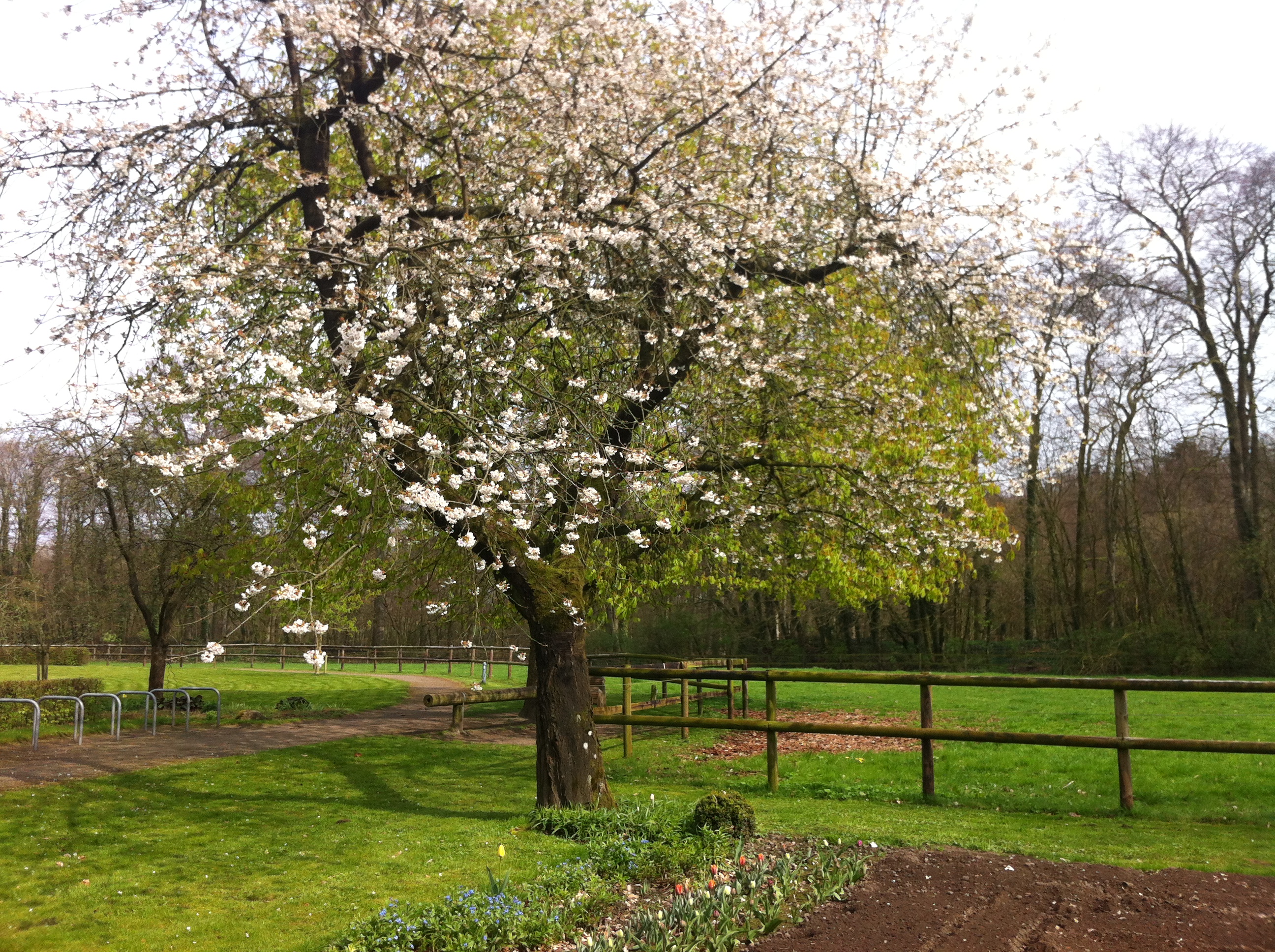 Frühling beim Forsthaus Heiligenberg