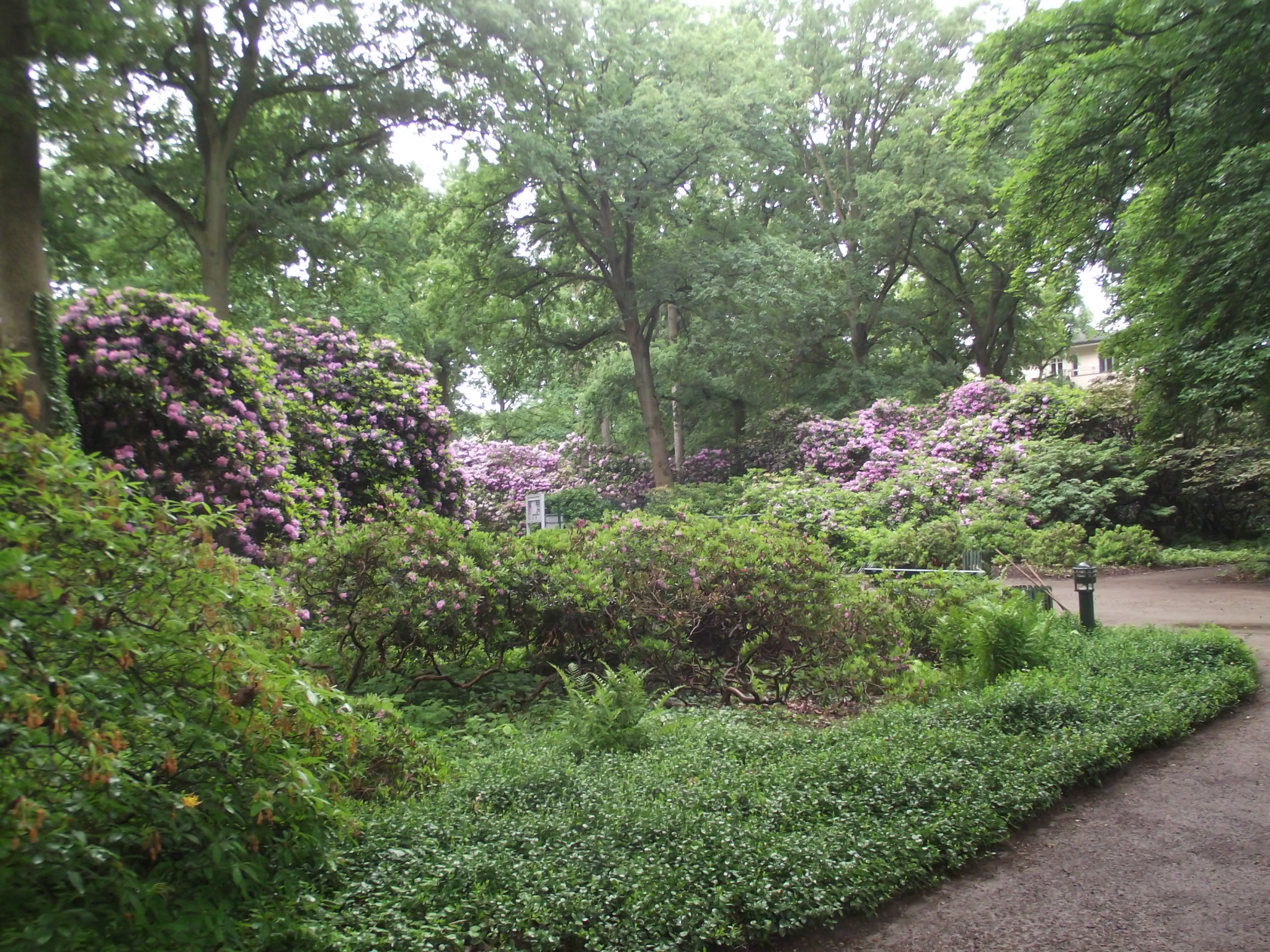 Rhododendron-Park Bremen