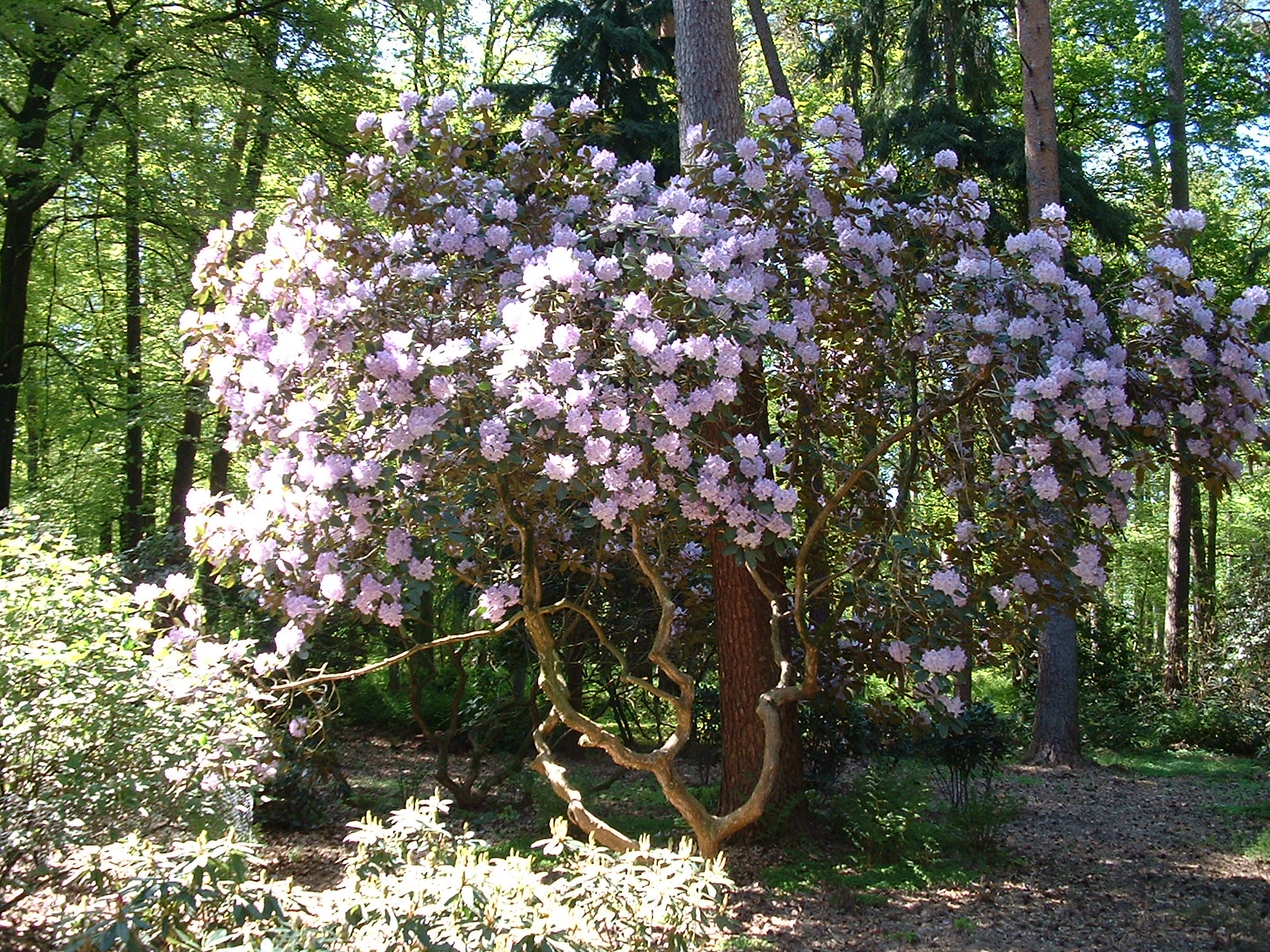 BRUNS Rhododendron-Park in Gristede