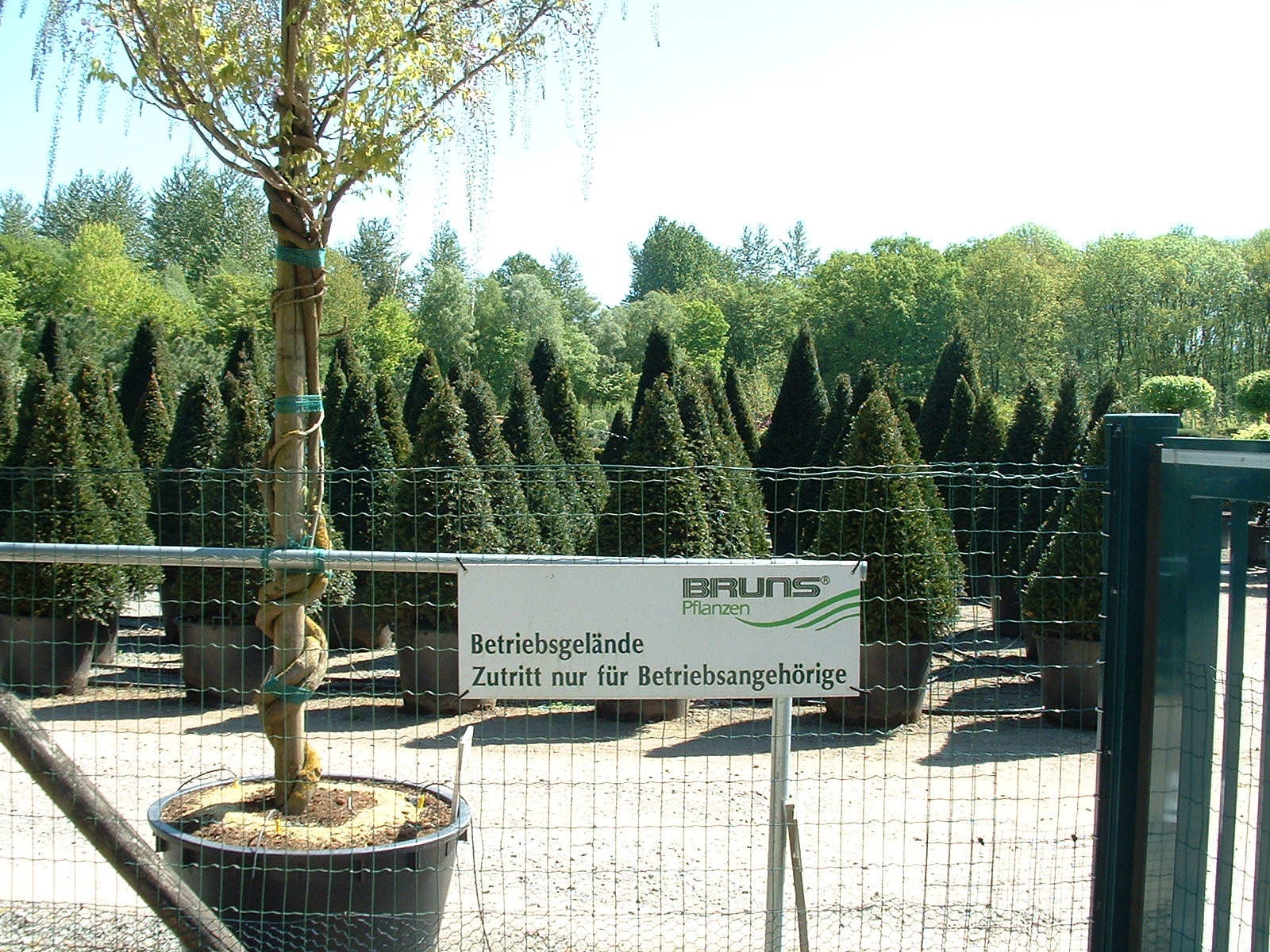BRUNS Rhododendron Park in Gristede - Betriebsgelände