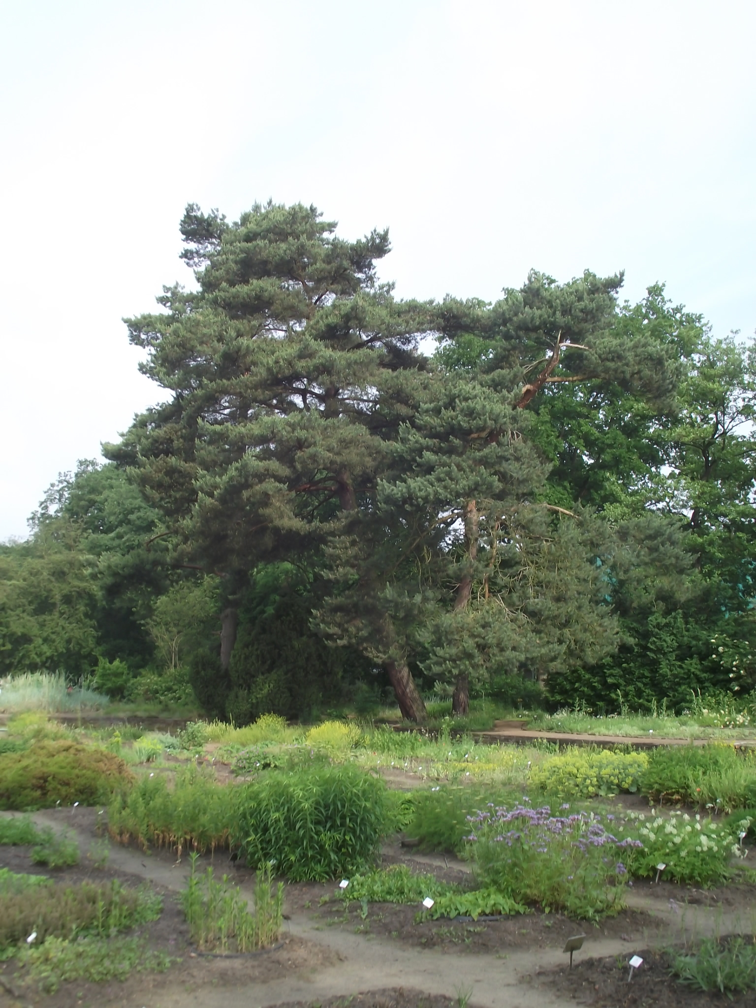 Im botanischen Garten vom Rhododendron-Park Bremen