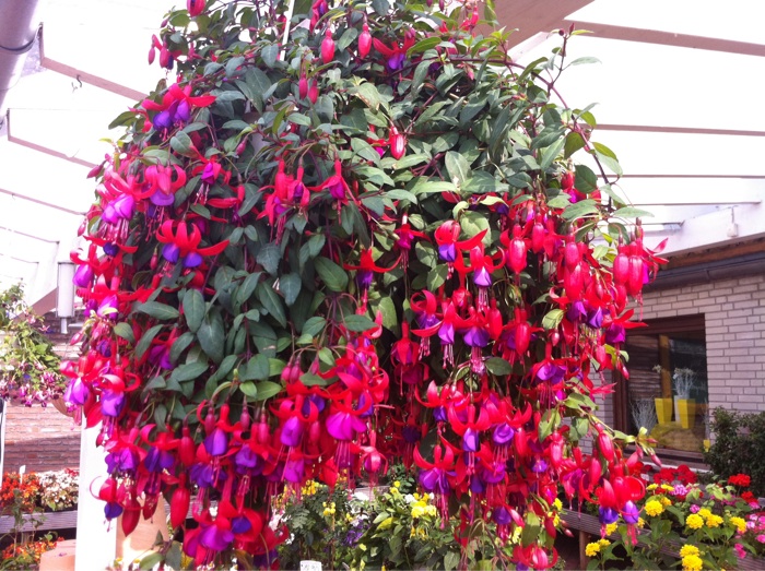 prachtvolle Farben einer H&auml;ngefuchsie bei Blumen Kessler