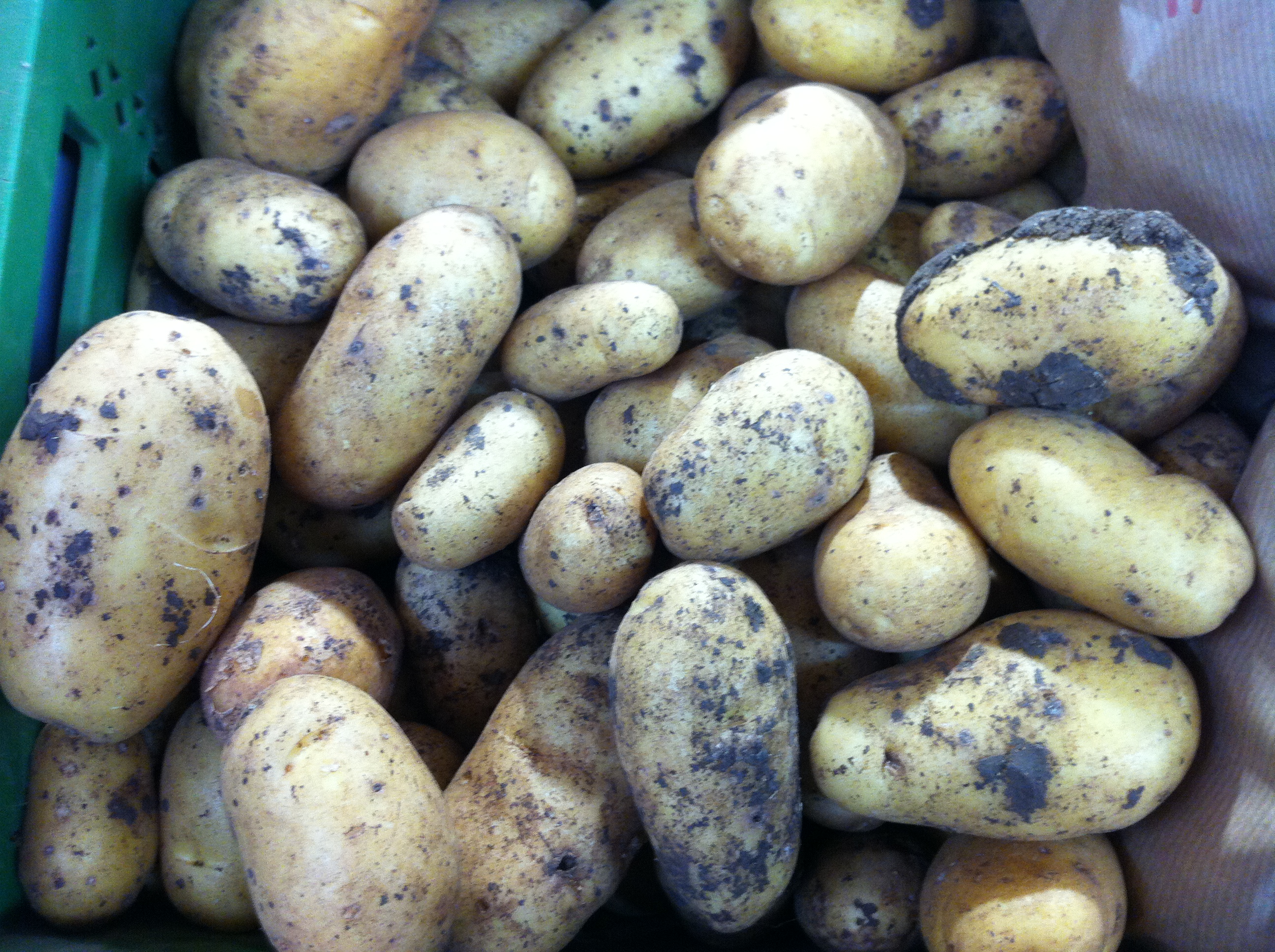 Neue Kartoffeln zum Spargel