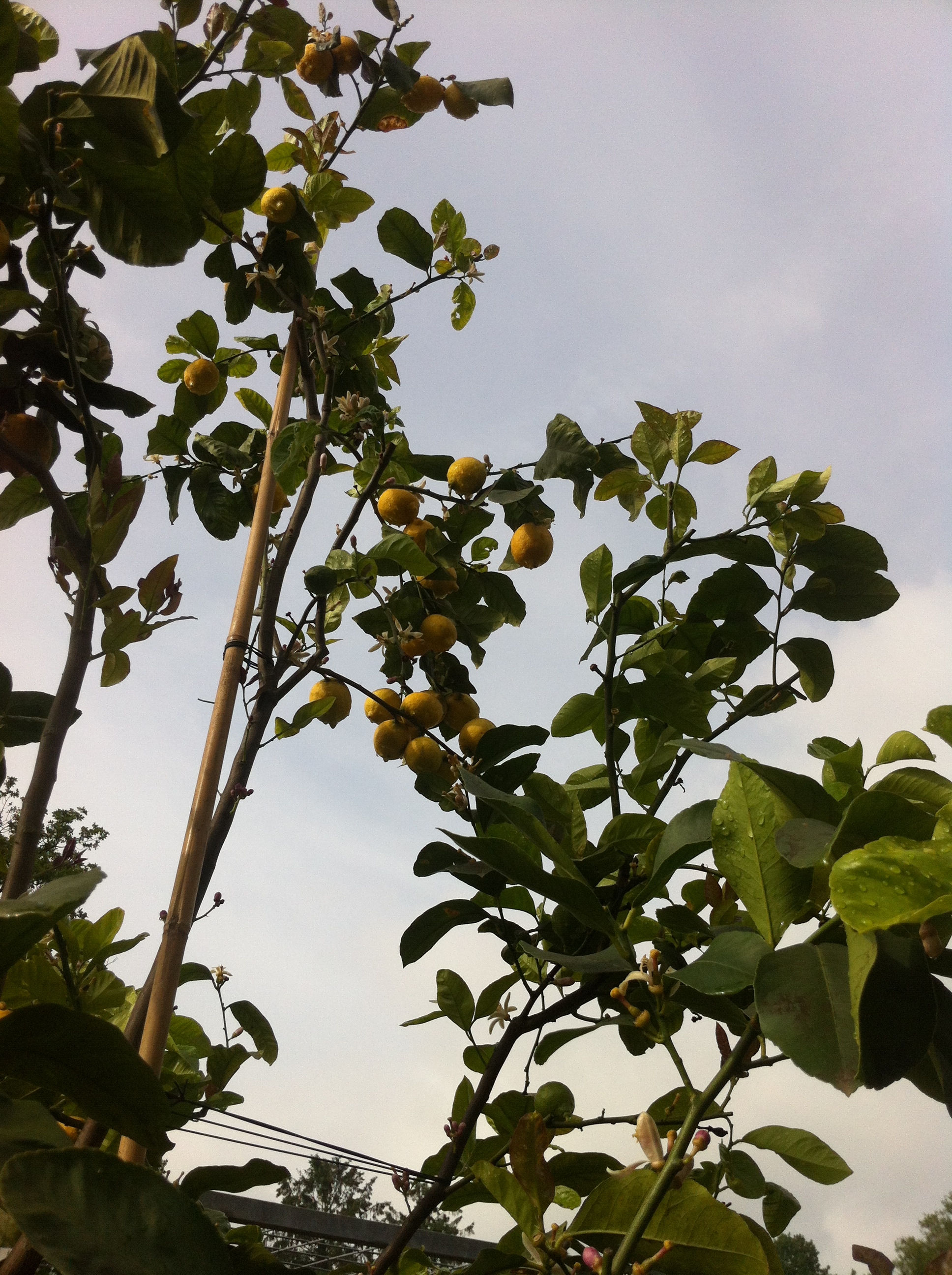 Im Botanischen Garten hängen die Zitronen