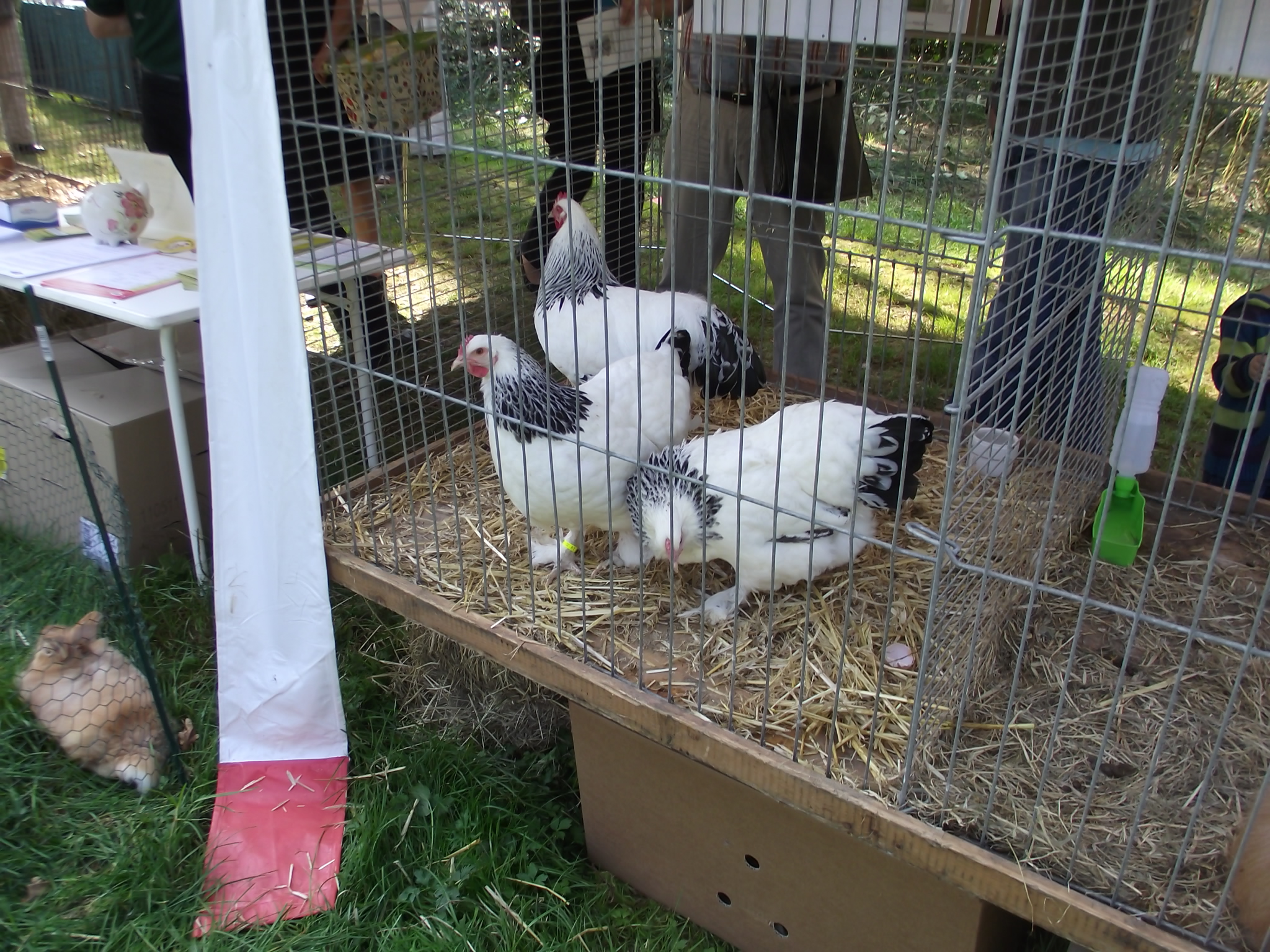 Museumsdorf Cloppenburg - &quot;Genuss im Nordwesten&quot; am 25.9.2011 - Sundheimer Huhn