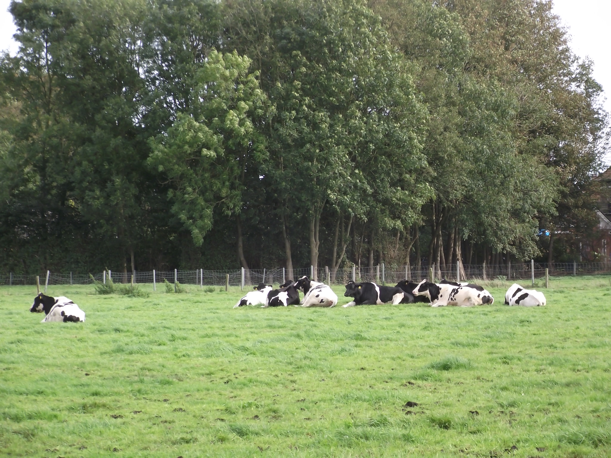 Location Nr 9 Das &quot;ARBORETUM in Neuenkoop/Berne&quot; - Kühe auf der Weide