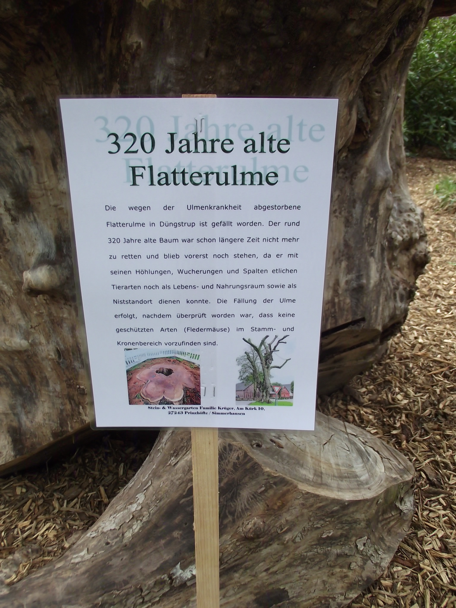 Dötlinger Gartenkultour 2012 - Stein- und Wassergarten Familie Krüger Info zur Flatterulme